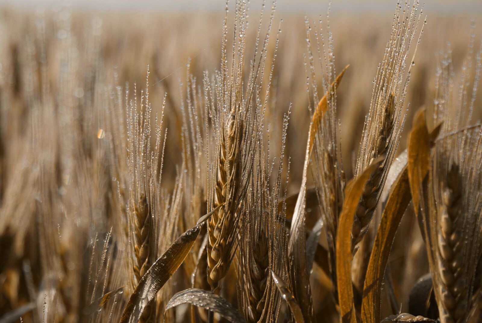Sony Alpha DSLR-A300 sample photo. Wheat, cereal, straw photography
