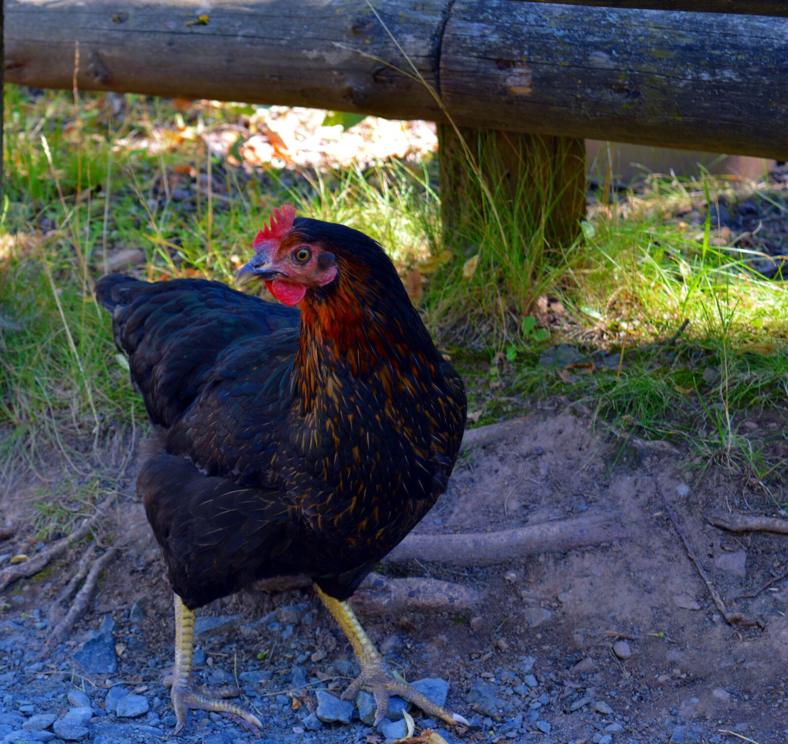 Nikon D3200 sample photo. Chicken, chickens, bird photography