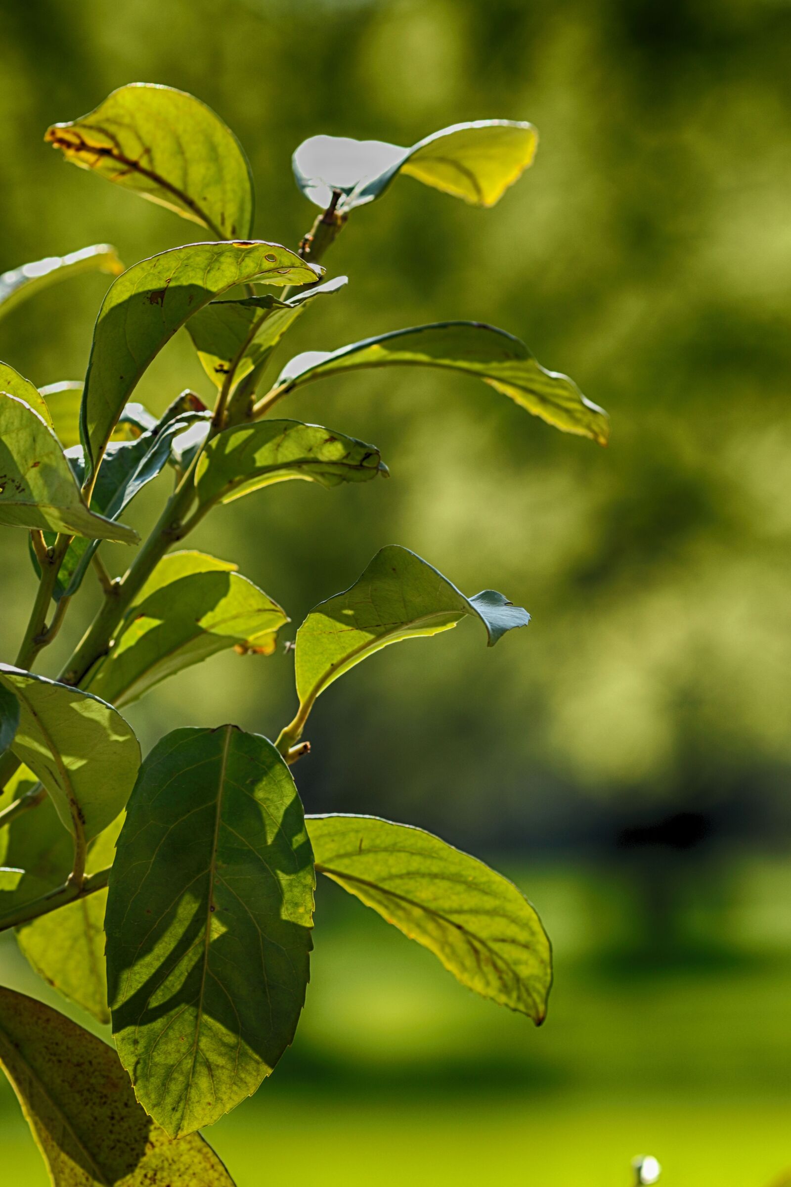Canon EOS 7D Mark II + Canon EF 135mm F2L USM sample photo. Leaf, plant, growth photography