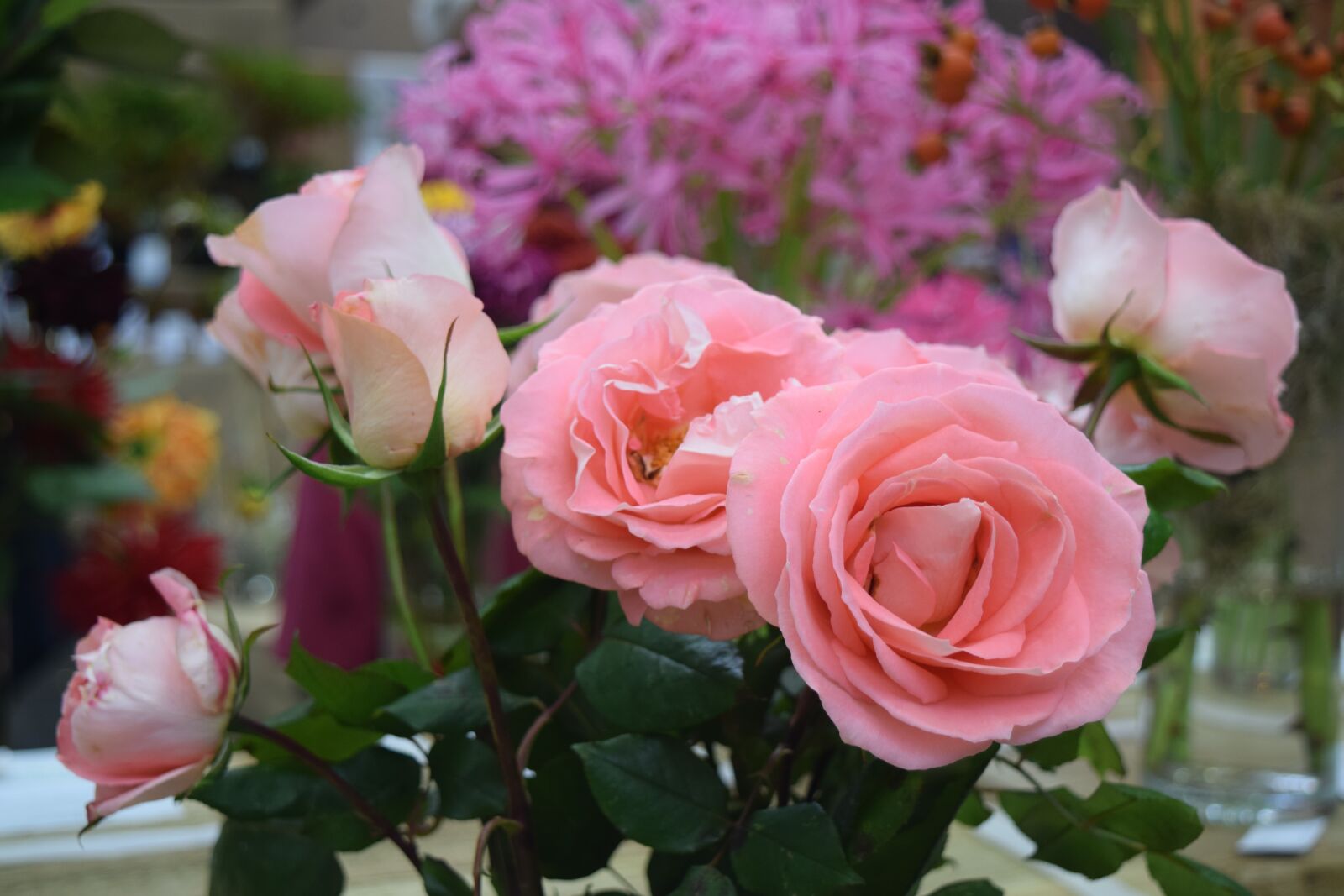 Nikon D3300 sample photo. Flower, rose, flora photography