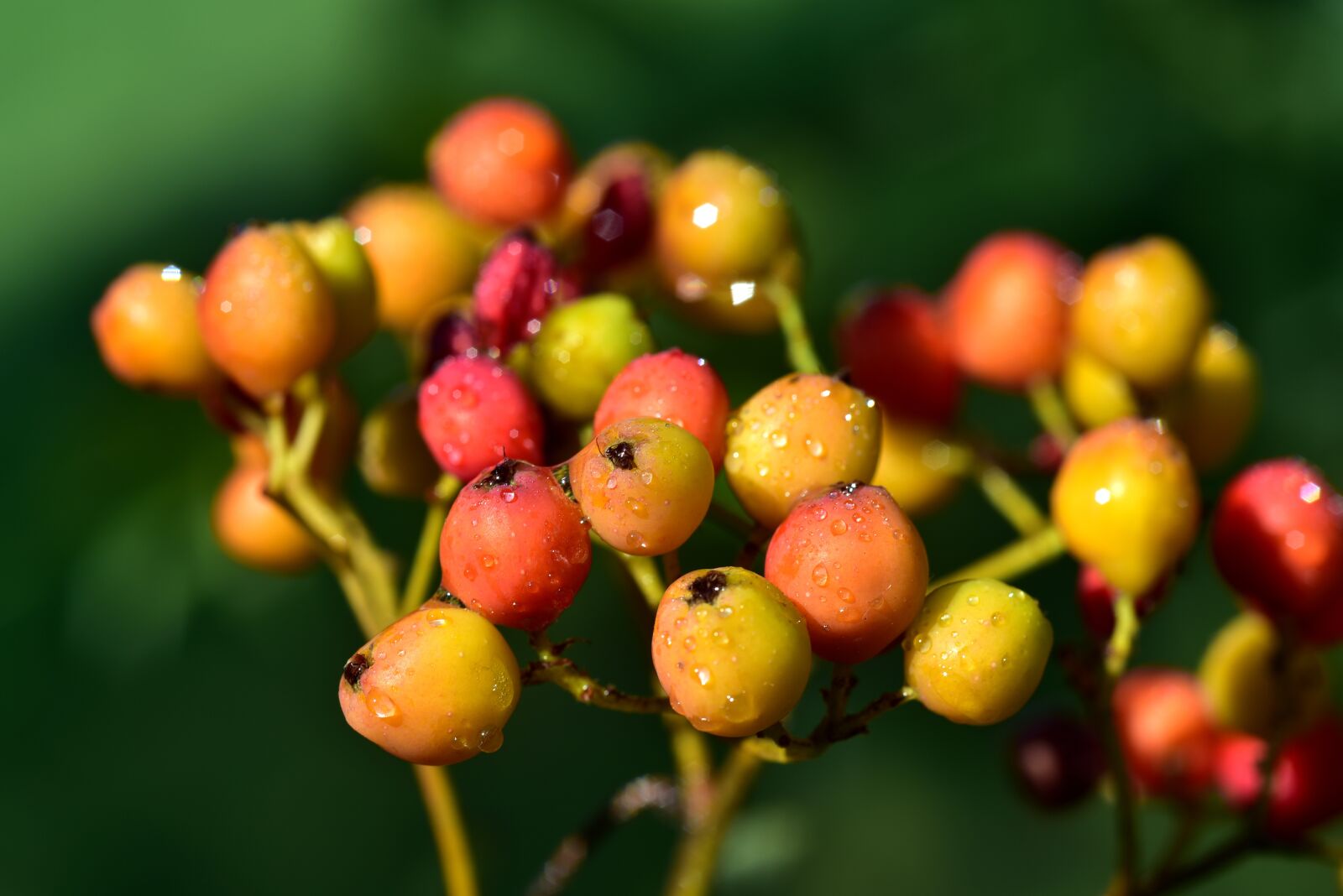 Nikon D750 sample photo. Berry, rowan, orange photography