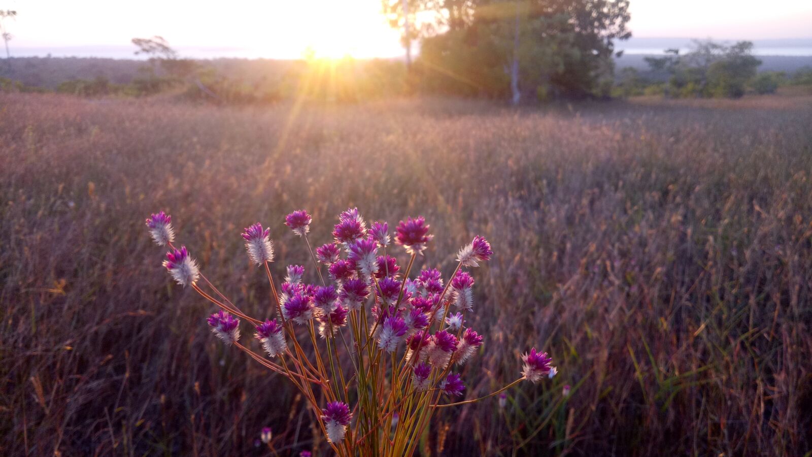 OPPO A1601 sample photo. Sunset, flower, afternoon photography