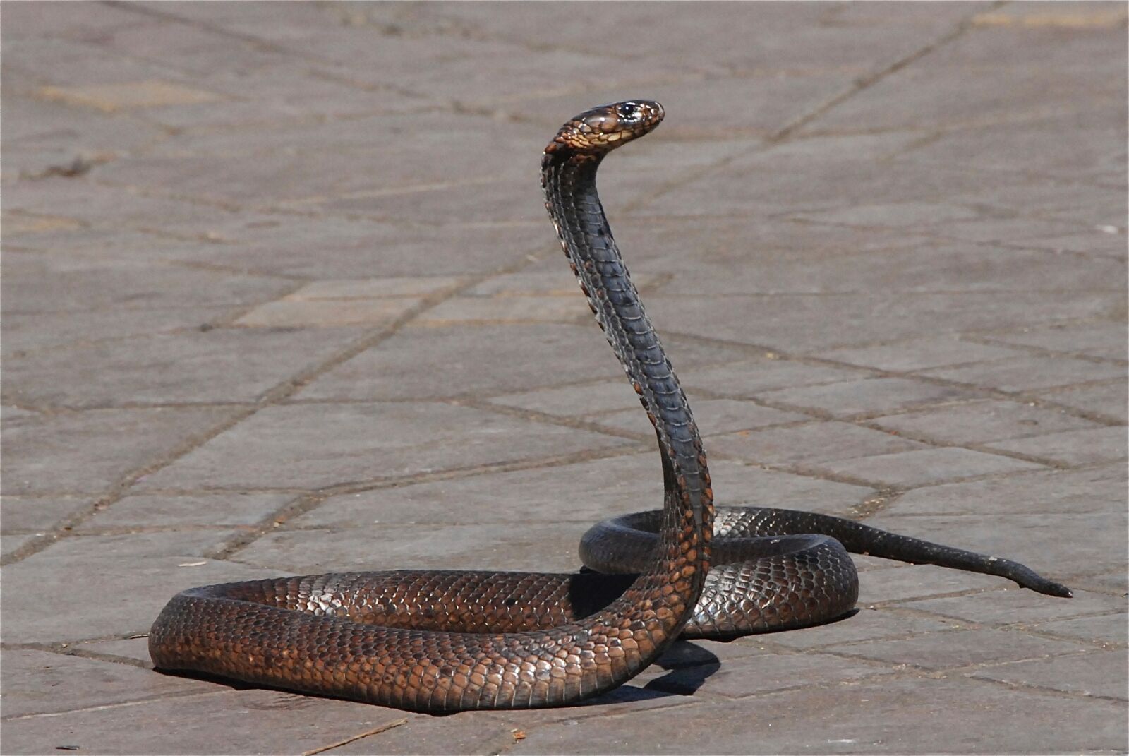 Nikon D200 sample photo. Snake, morocco, snake charmer photography