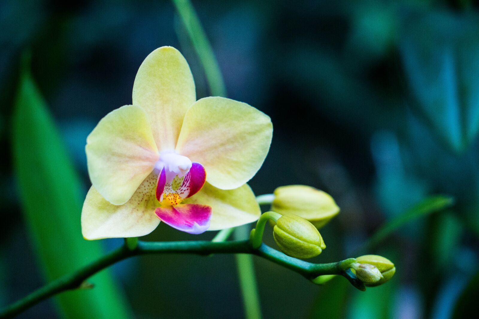 Canon EOS 70D sample photo. Orchid, flower, sri lanka photography