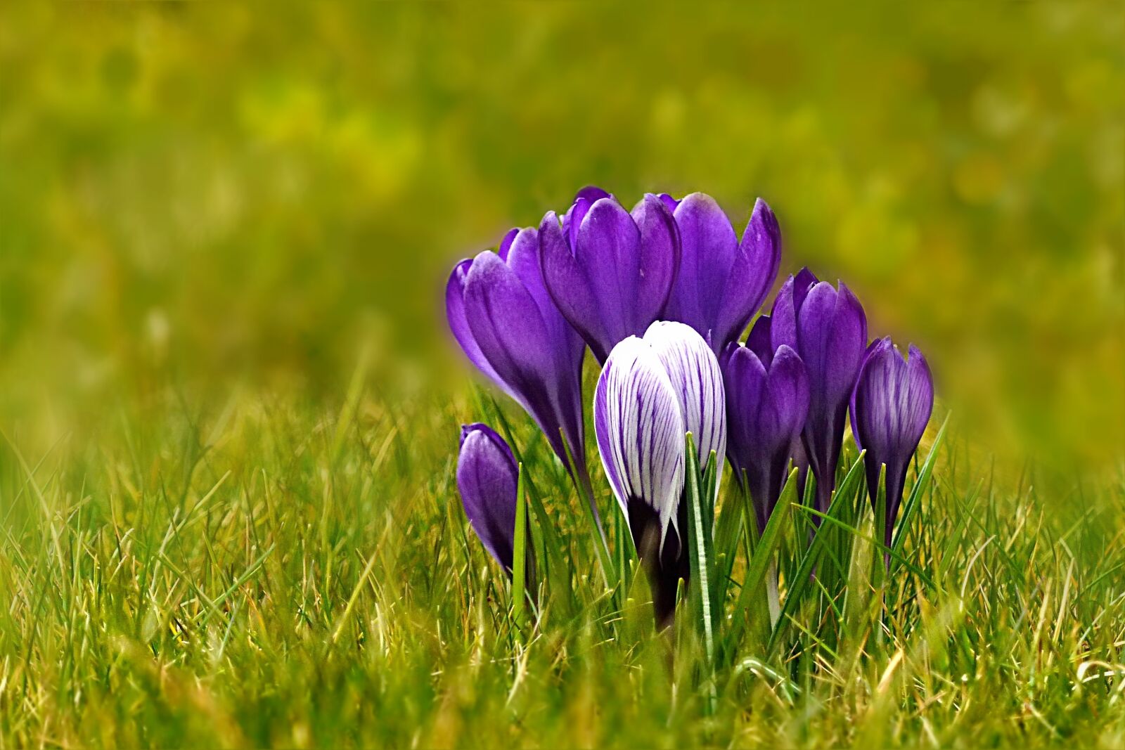 Panasonic Lumix DMC-FZ200 sample photo. Nature, plant, spring flower photography