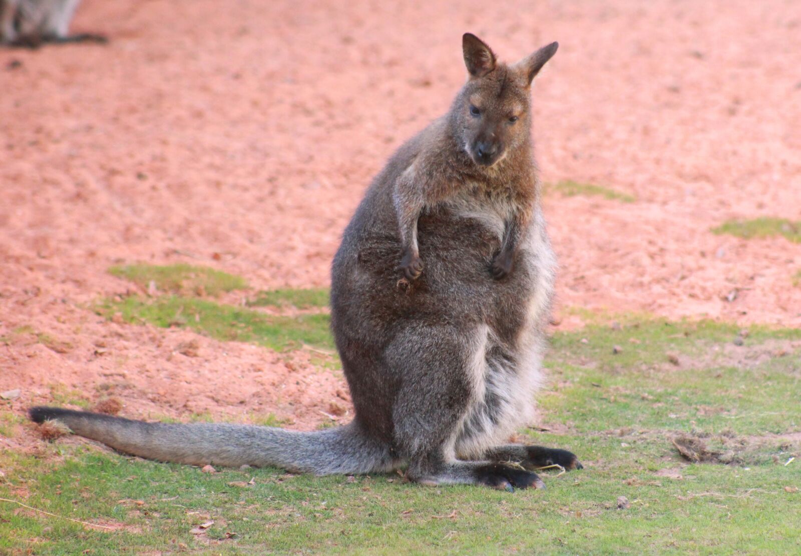 Canon EOS 1200D (EOS Rebel T5 / EOS Kiss X70 / EOS Hi) + Canon EF 75-300mm f/4-5.6 USM sample photo. Macropus rufogriseus, red-necked wallaby photography