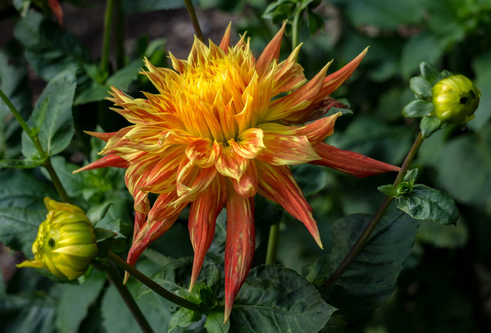Sony E 55-210mm F4.5-6.3 OSS sample photo. Flower, nature, plant photography