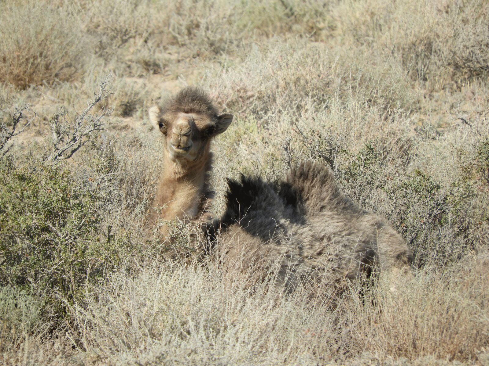 Nikon Coolpix B700 sample photo. Camel, steppe, desert photography