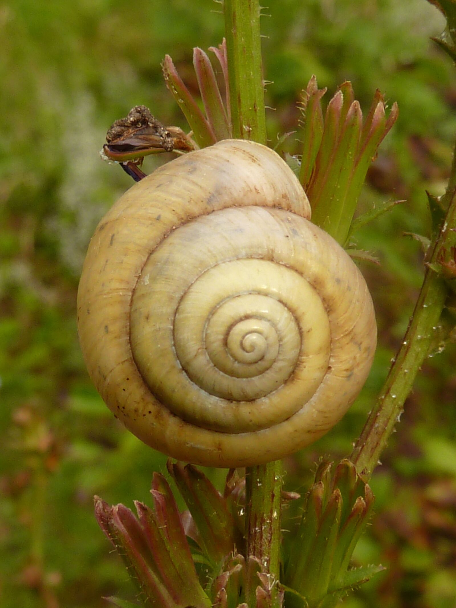 Panasonic Lumix DMC-ZS7 (Lumix DMC-TZ10) sample photo. Snail, shell, spiral photography