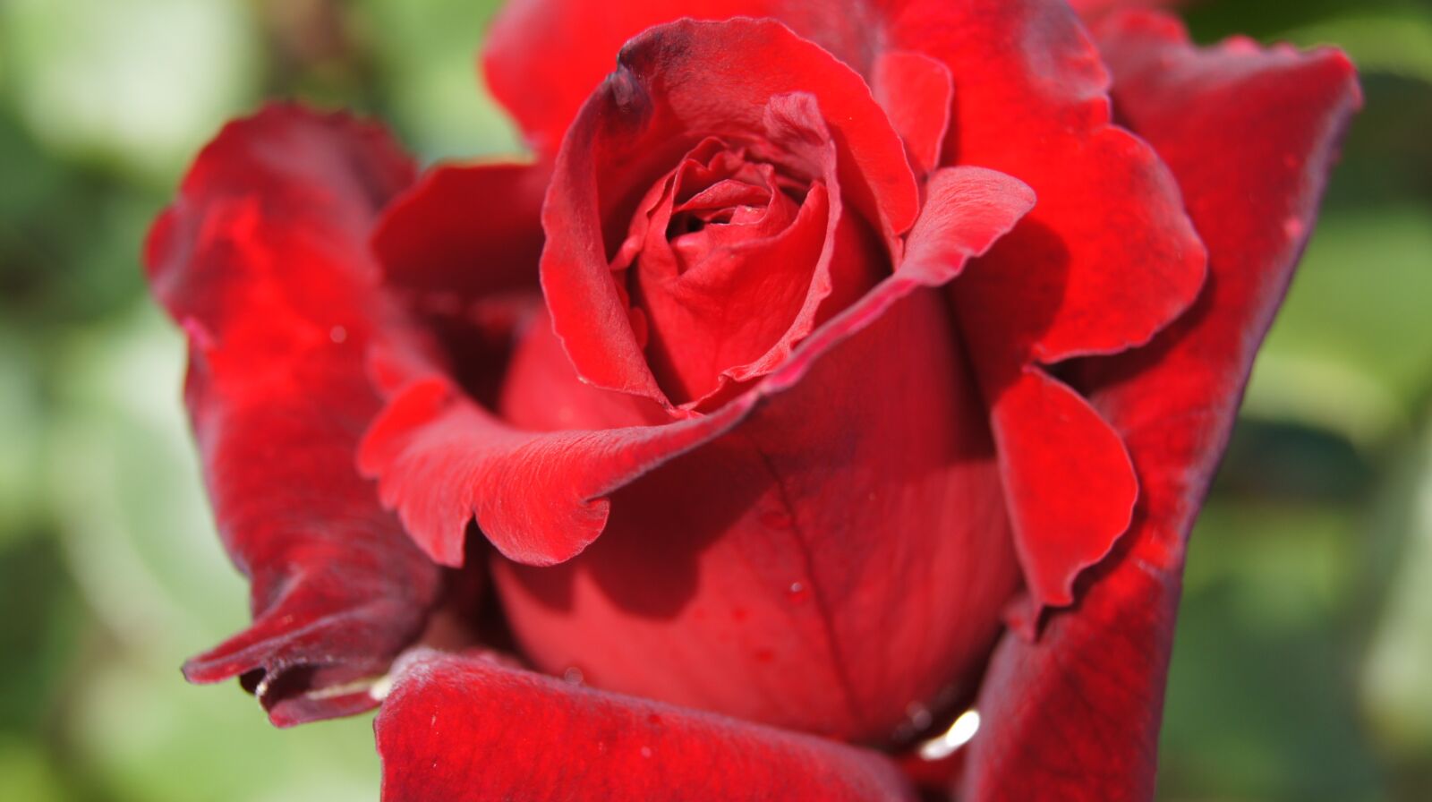 Sony Alpha DSLR-A450 sample photo. Rose rose, red, blossom photography