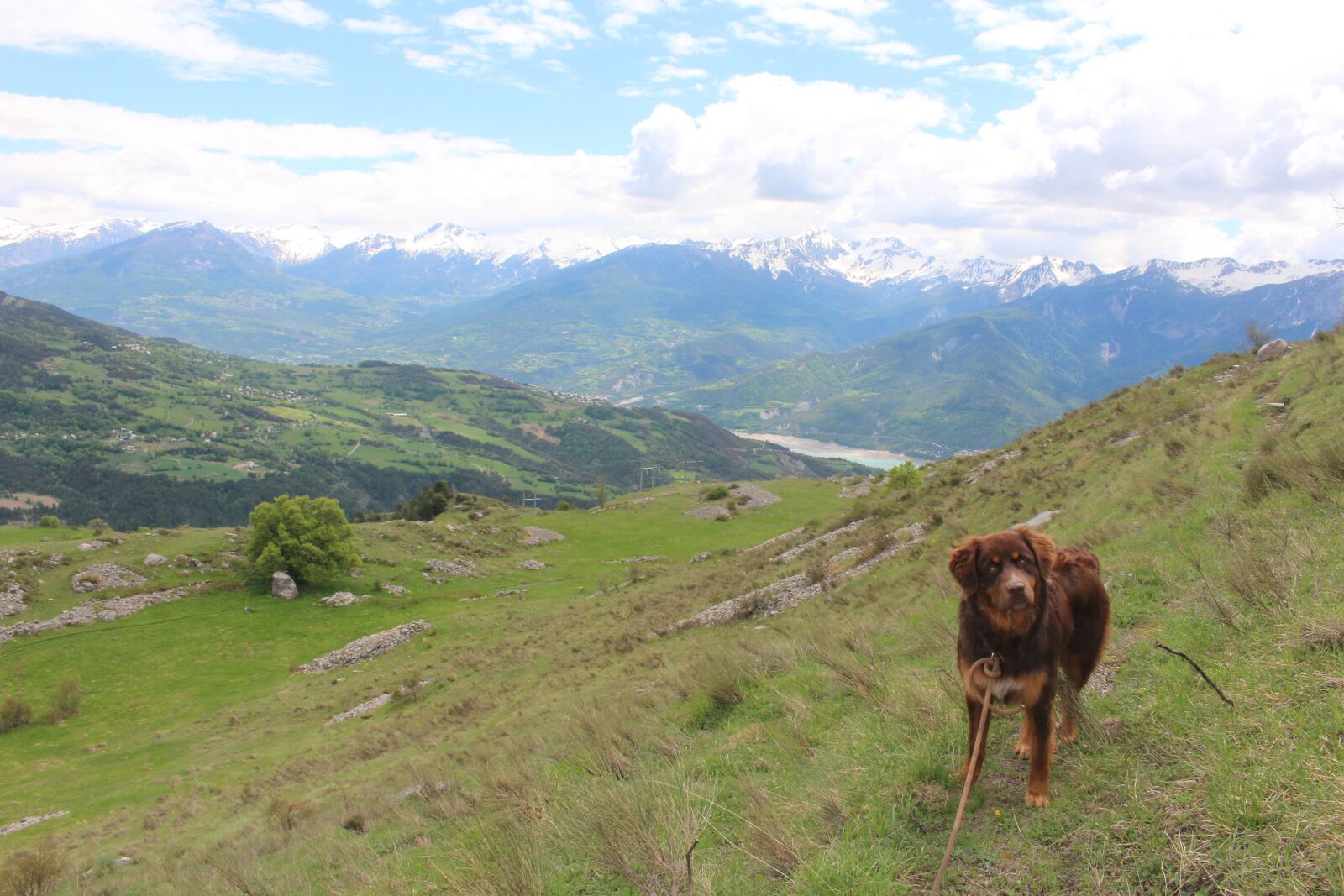 Canon EOS 100D (EOS Rebel SL1 / EOS Kiss X7) sample photo. Dog, france, mountains photography