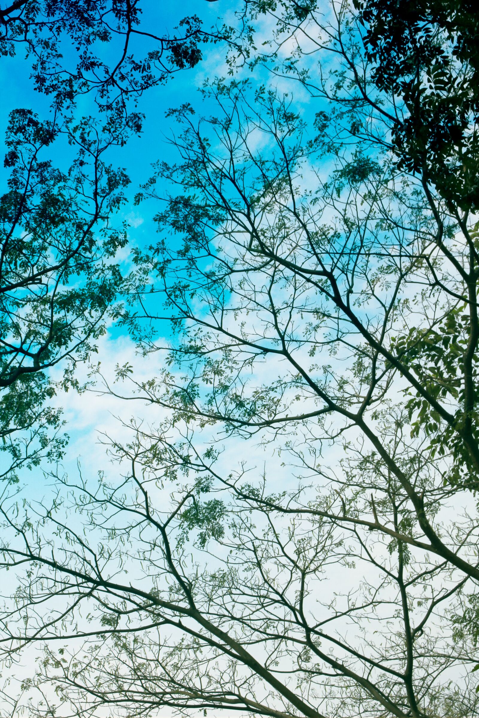 Canon EOS 60D sample photo. Sky, nature, tree photography