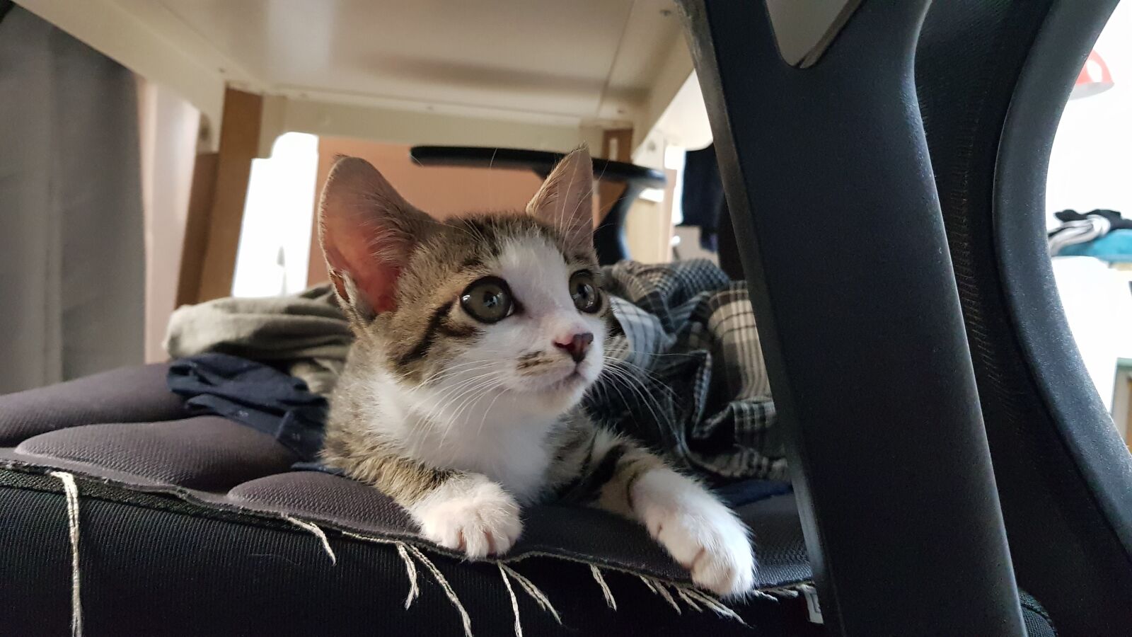 Samsung Galaxy S8+ sample photo. Cat, sleeping, cute photography