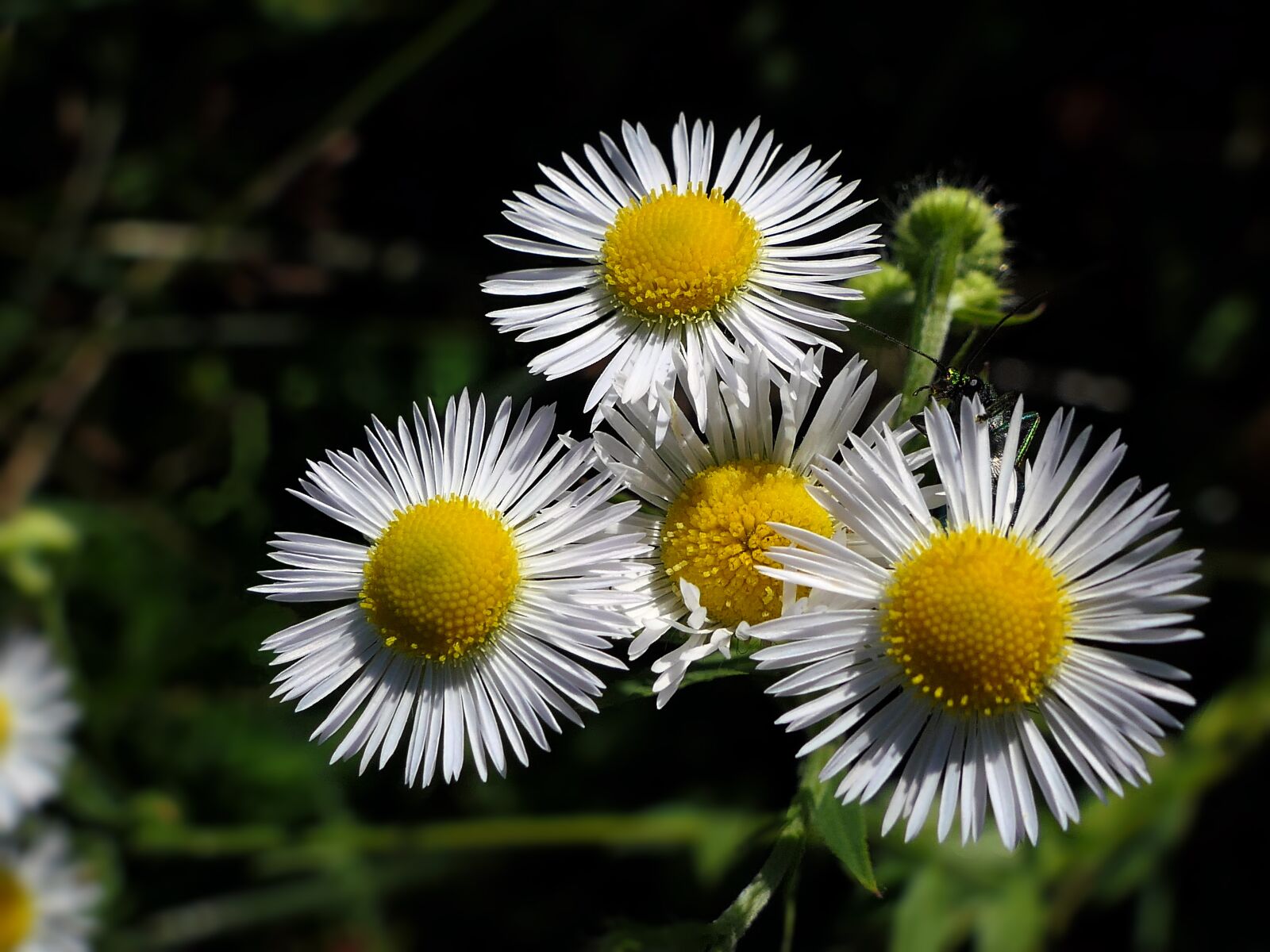 Panasonic Lumix DMC-FZ2500 (Lumix DMC-FZ2000) sample photo. Flower, marguerite, white photography