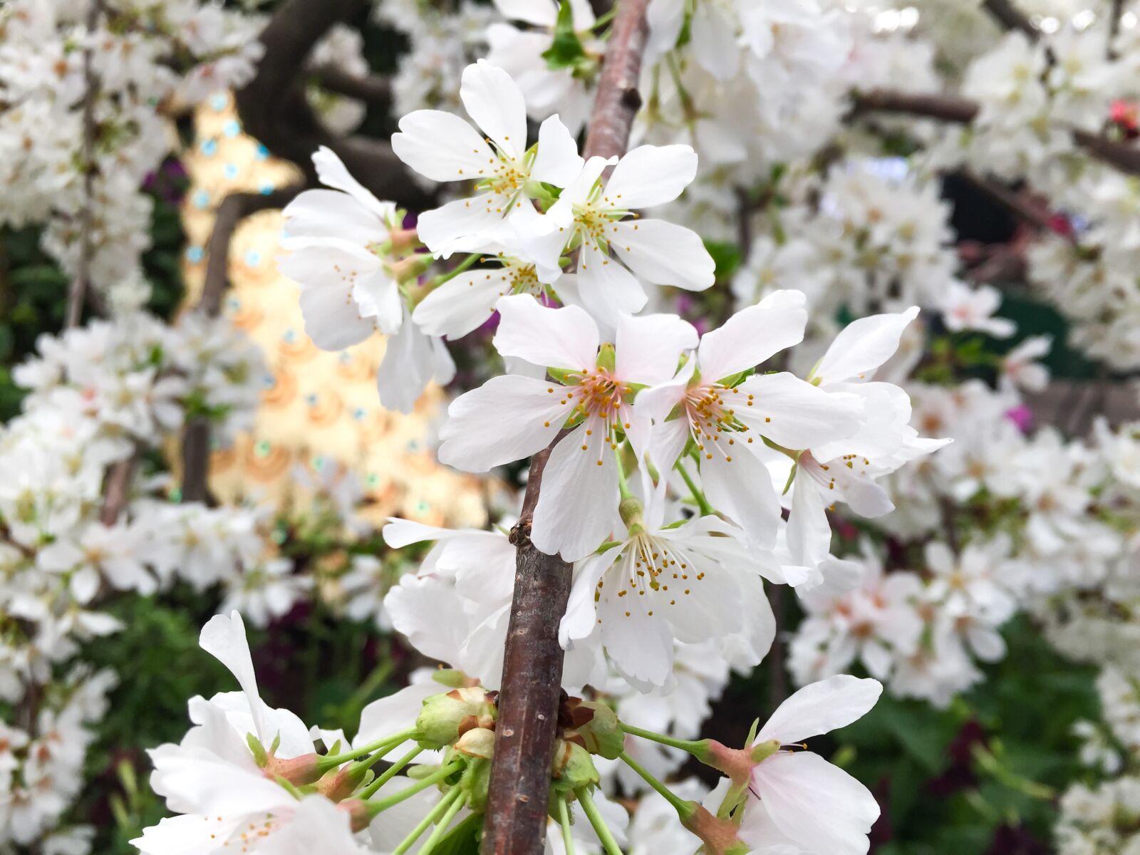 Apple iPhone 6 sample photo. White, flower, bloom photography