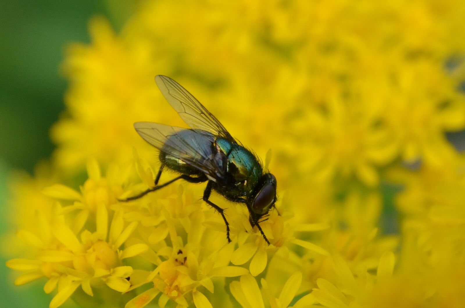 Nikon D7000 sample photo. Nature, plant, bug photography