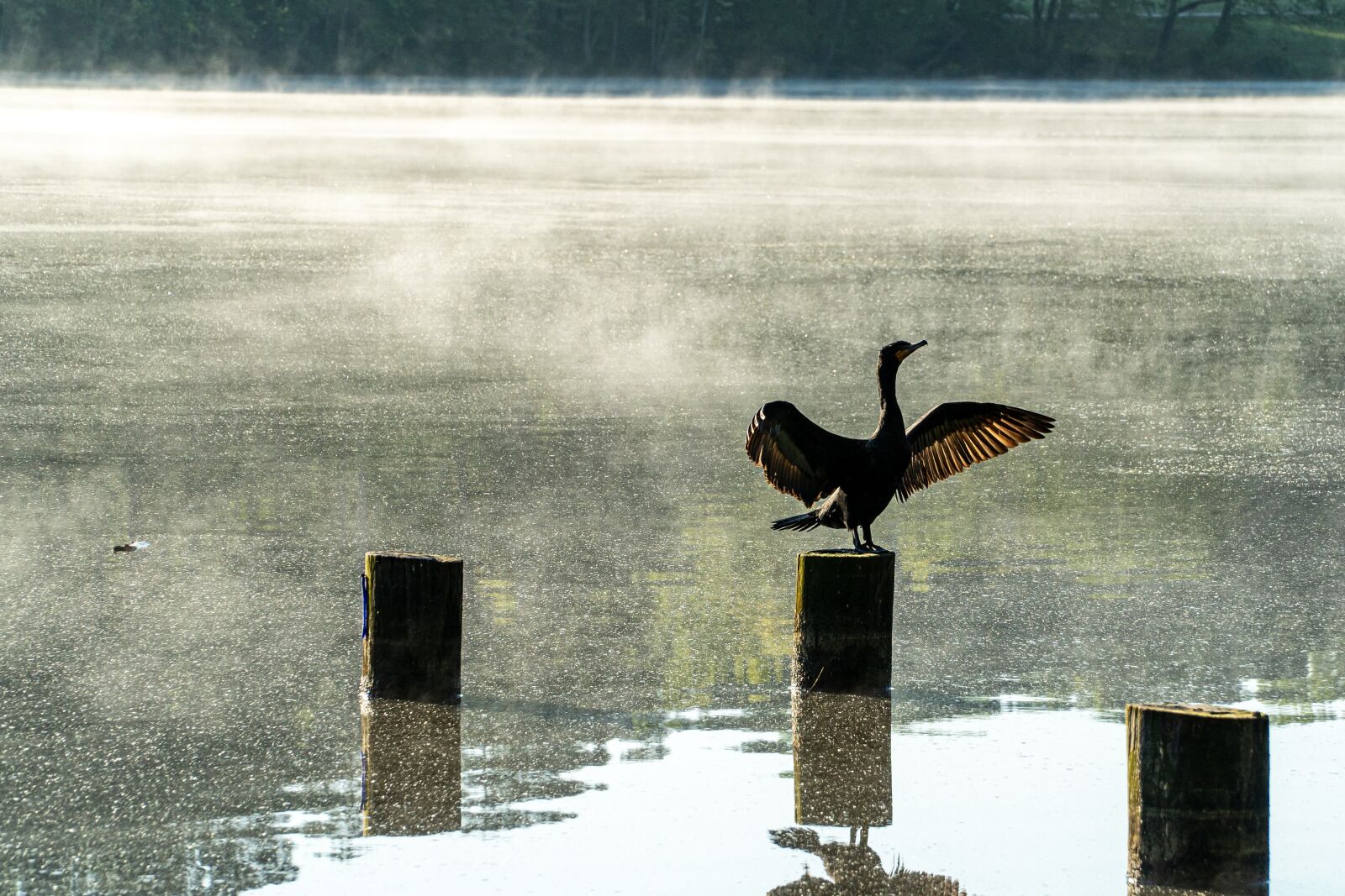 Sony E PZ 18-105mm F4 G OSS sample photo. Cormorant, cormorant sunning, basking photography