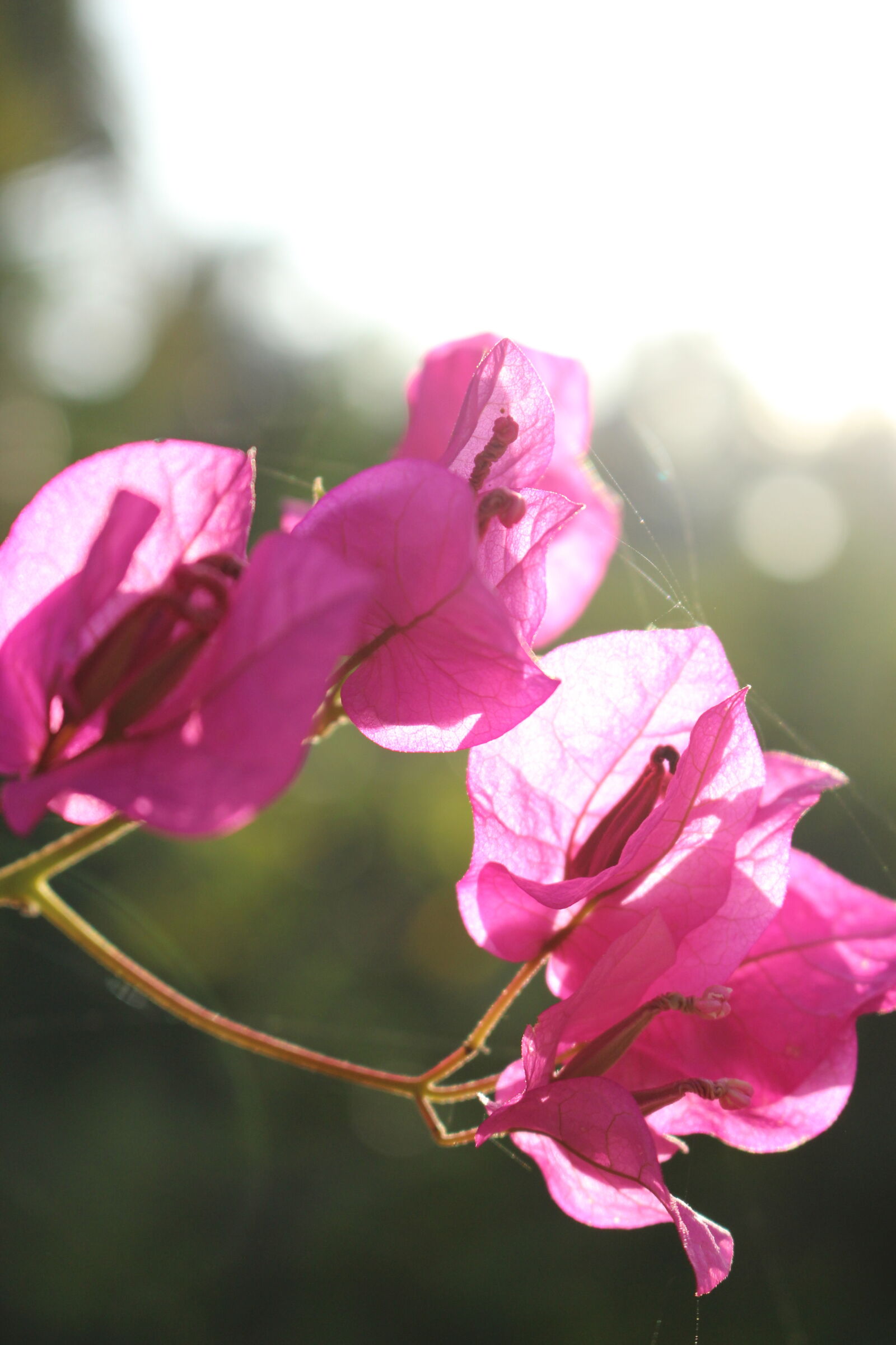 Canon EOS 700D (EOS Rebel T5i / EOS Kiss X7i) sample photo