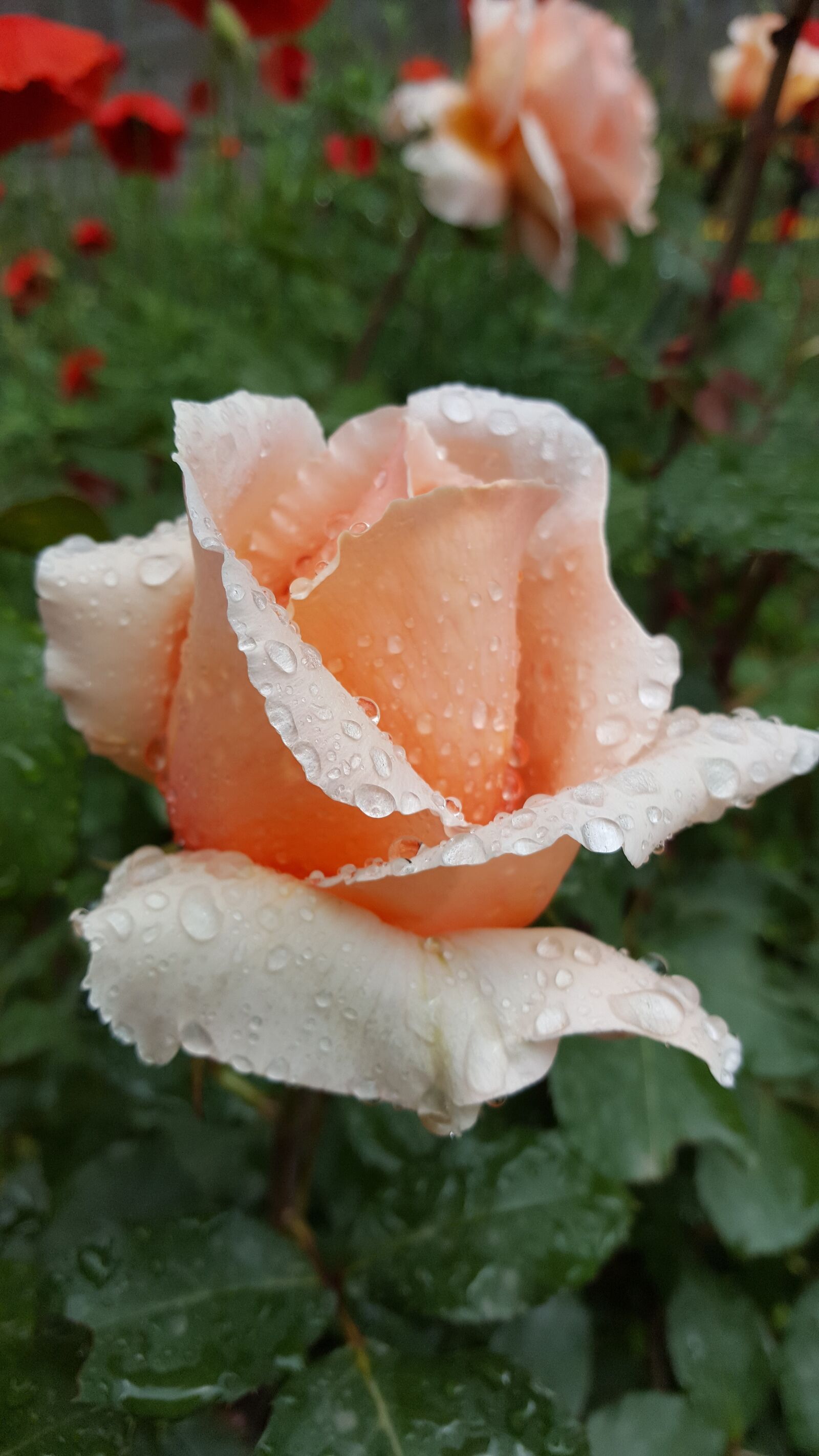 Samsung Galaxy S6 sample photo. Rose, drop, rain photography