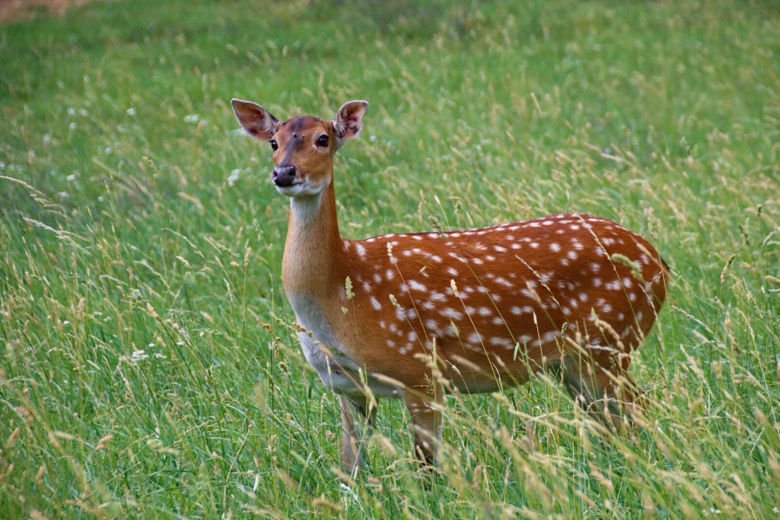 Canon EOS 77D (EOS 9000D / EOS 770D) sample photo. Fallow deer, female, animal photography