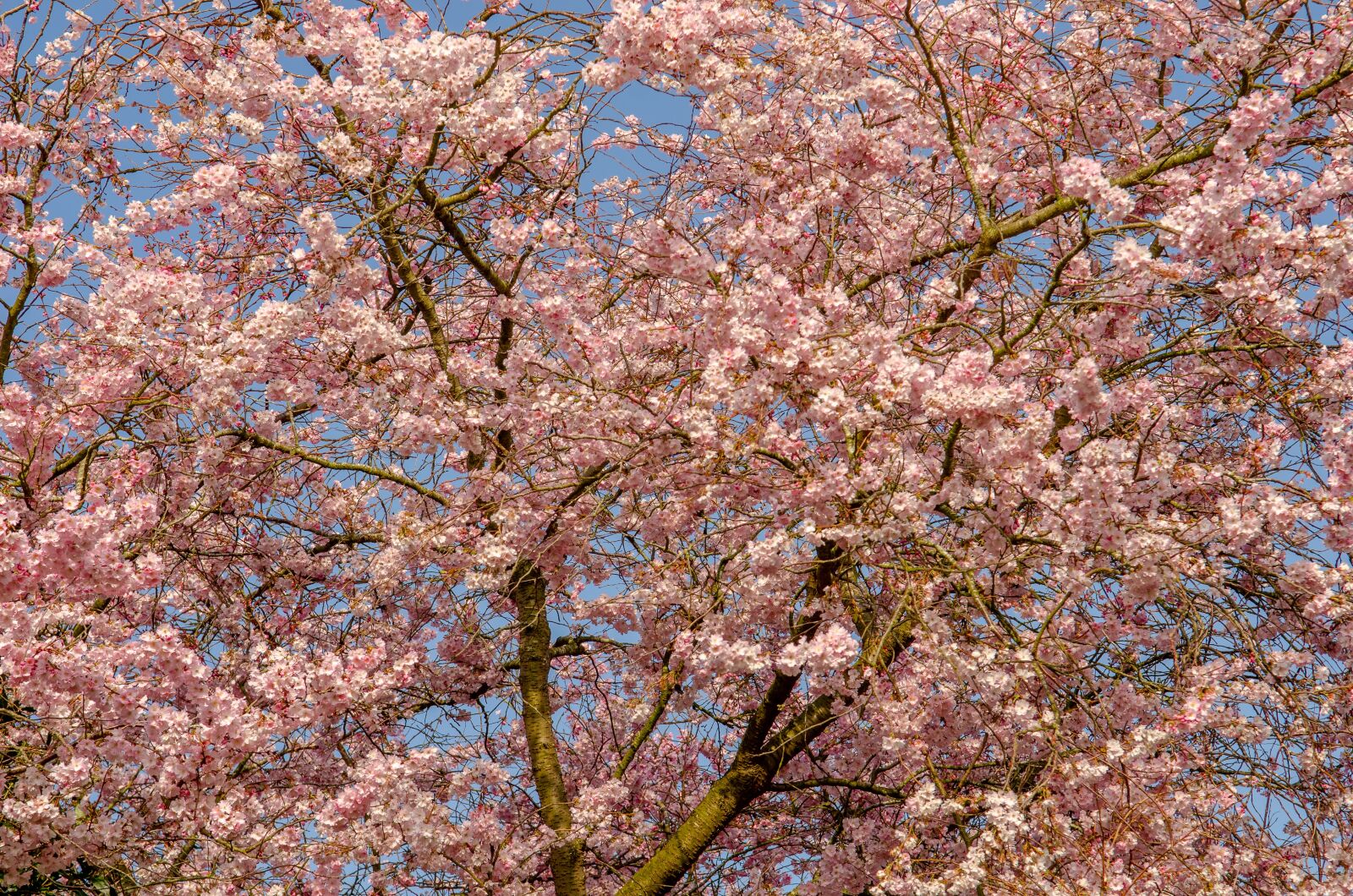 Nikon D7000 sample photo. Tree, flower, spring photography
