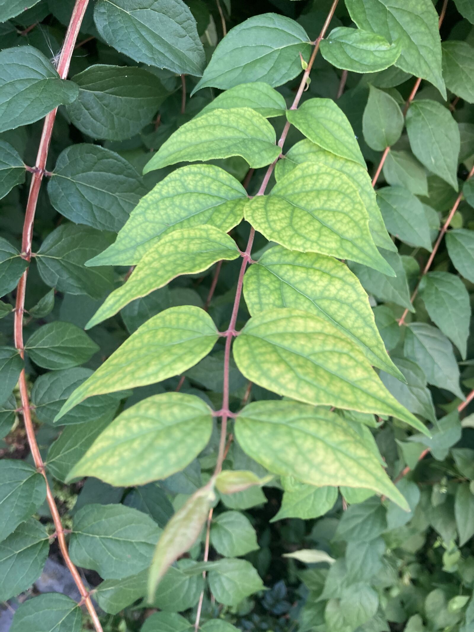 Apple iPhone SE (2nd generation) sample photo. Green, leaves, leaf photography