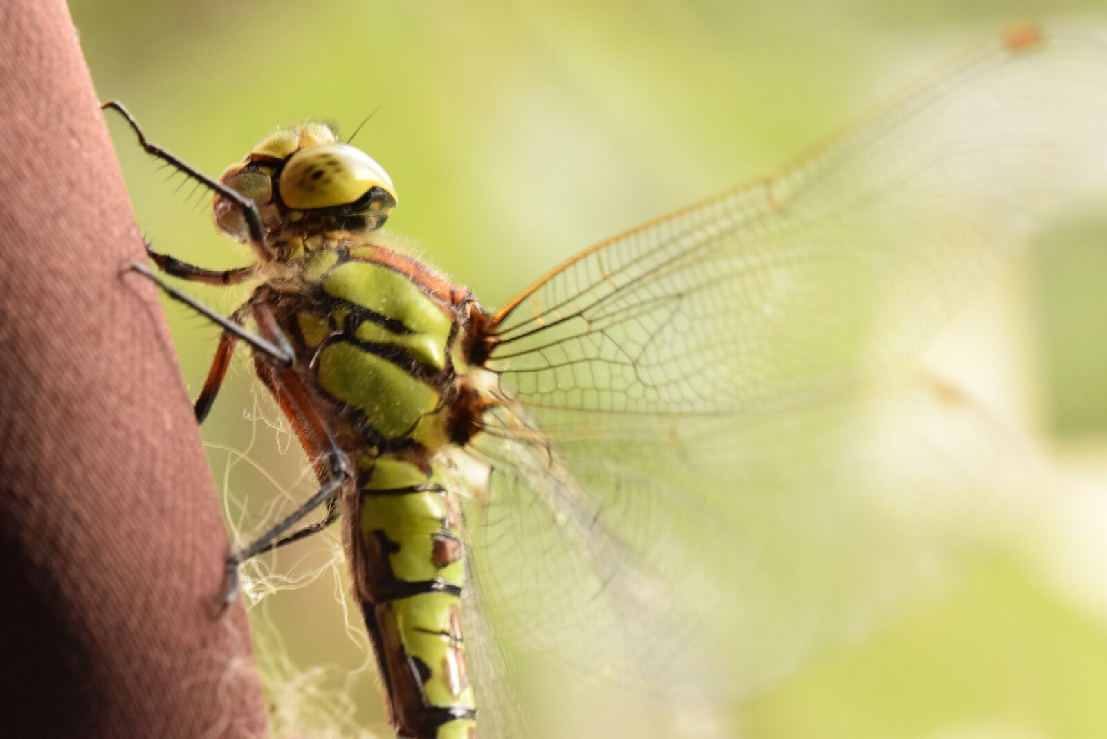 Nikon D5300 sample photo. Dragonfly, insect, nature photography