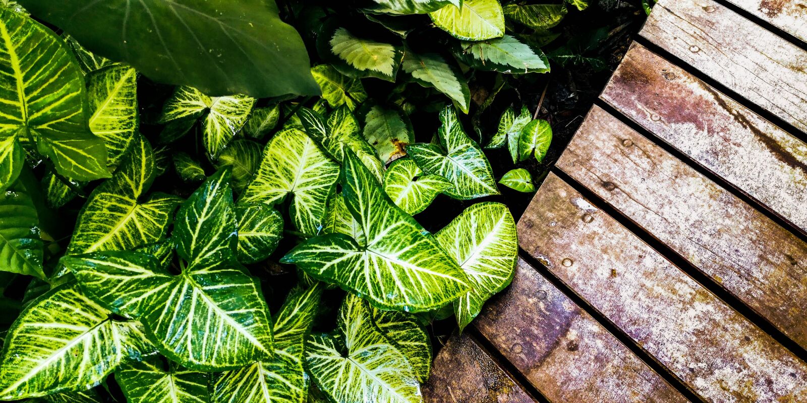 HUAWEI P20 sample photo. Plants, boardwalk, nature photography