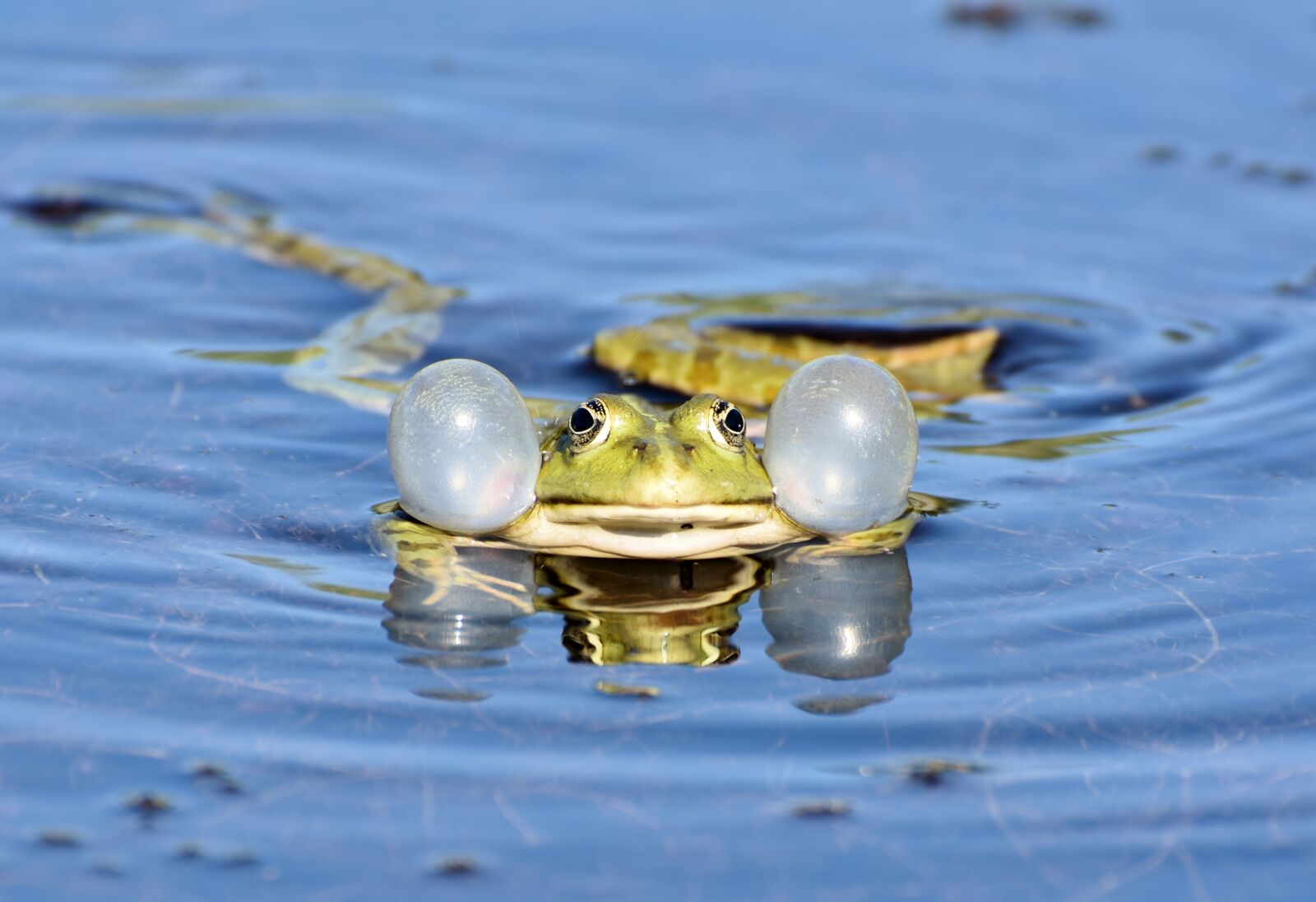 Nikon D7200 sample photo. Frog, toad, amphibians photography