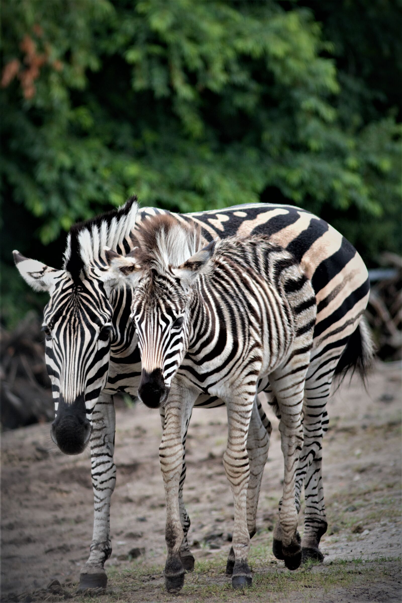 Nikon D5200 sample photo. Zebra, filly, mare photography