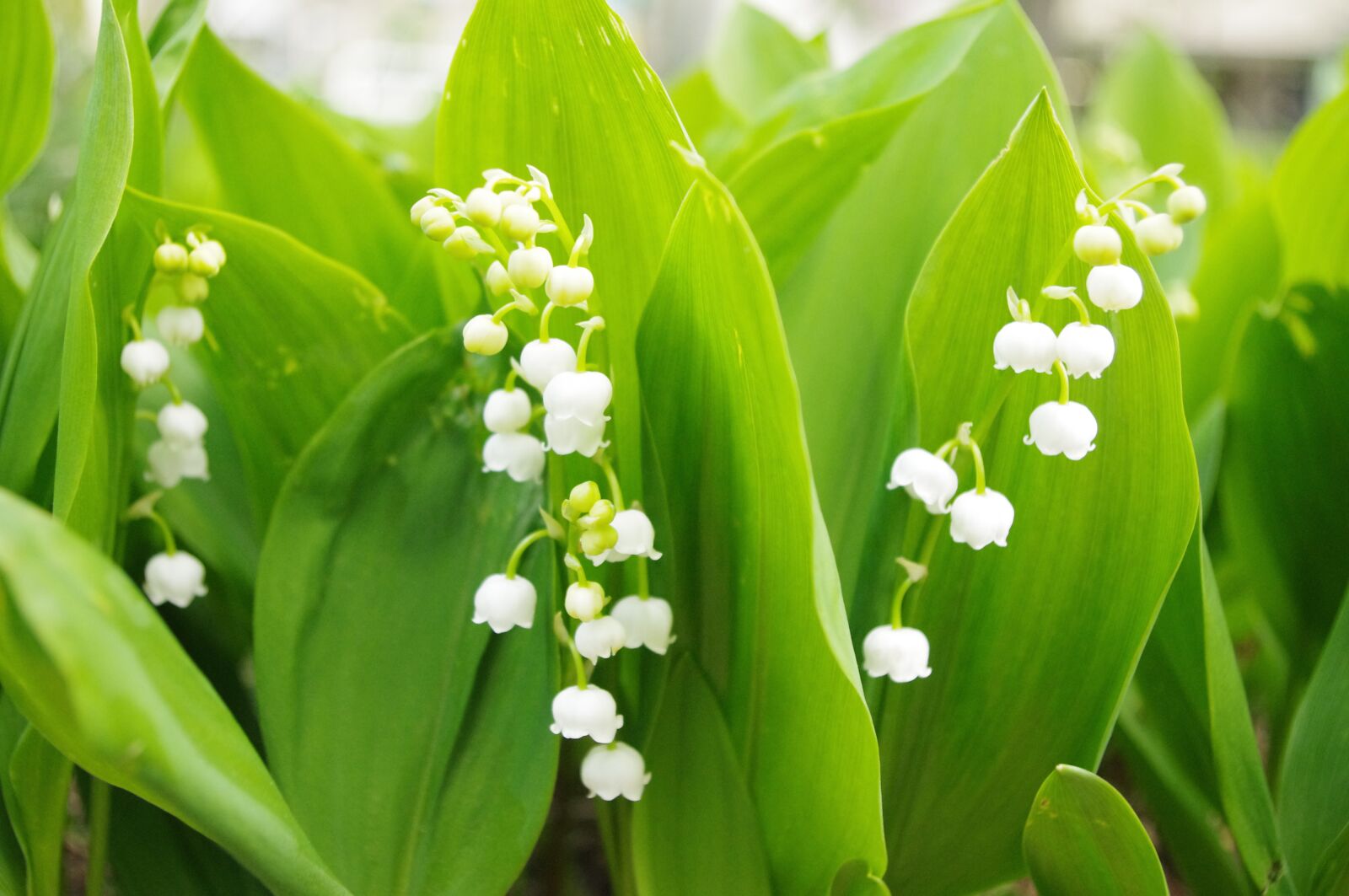 Pentax K-r sample photo. Lily of the valley photography