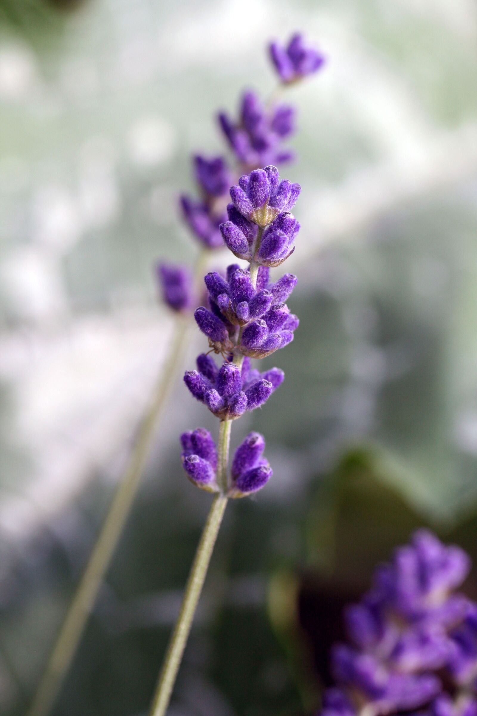 Canon EOS 350D (EOS Digital Rebel XT / EOS Kiss Digital N) sample photo. Lavender, flower, perfume photography