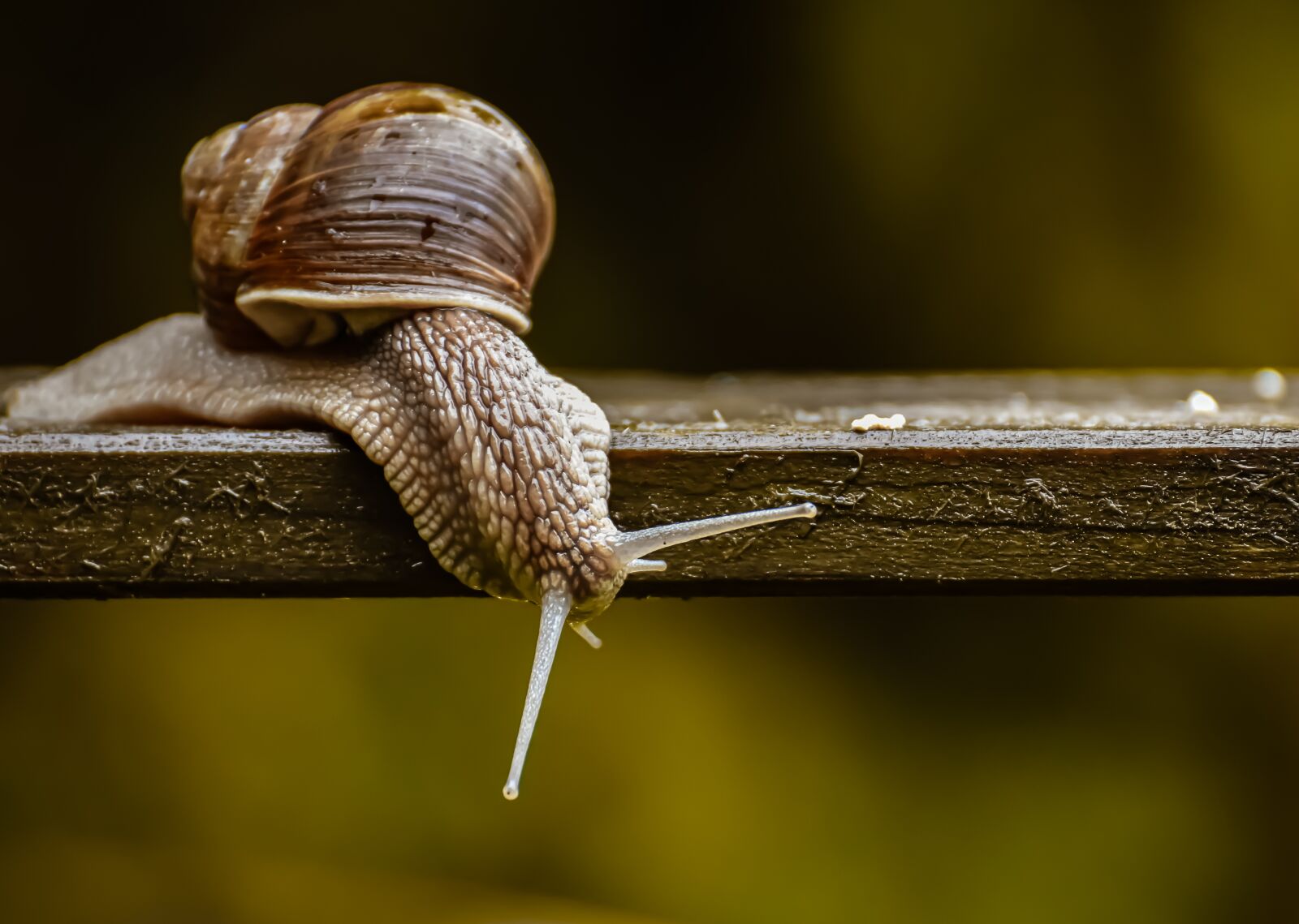 Nikon D7200 sample photo. Snail, nature conservation, protected photography