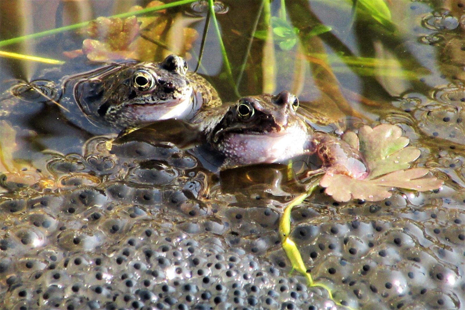 Включи земноводный. Головастик Озерной лягушки. Головастик травяной лягушки. Икринки Озерной лягушки. Сибирская лягушка головастик.