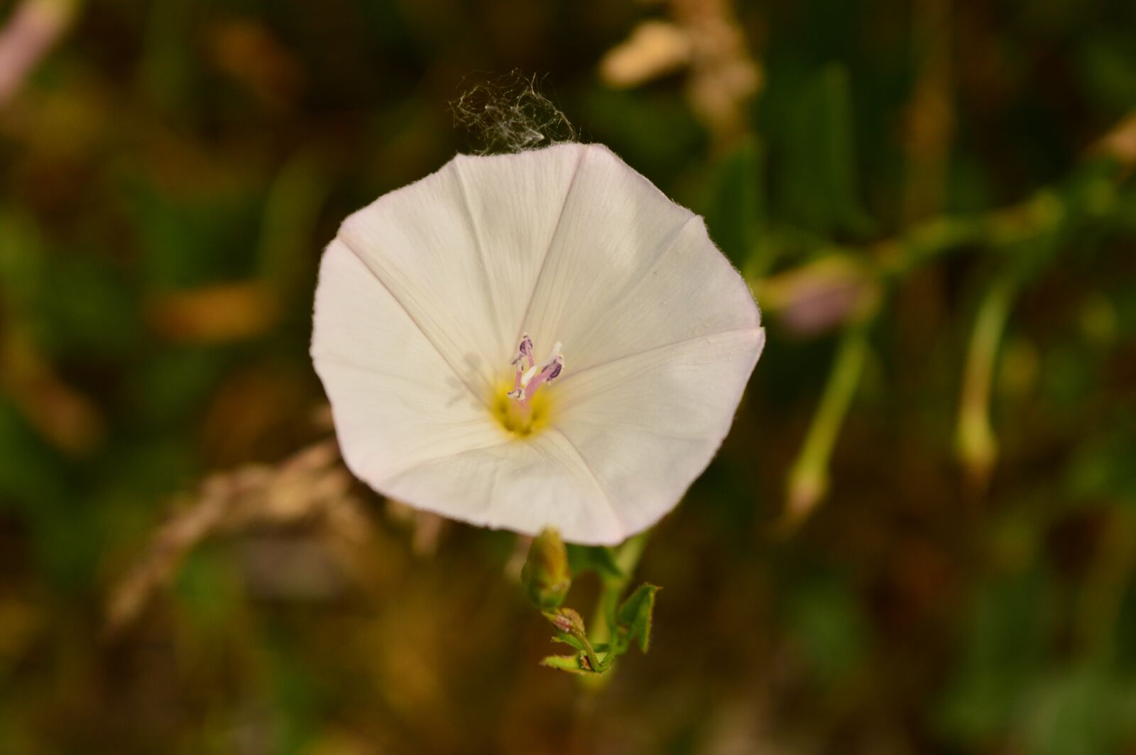 Nikon D3200 sample photo. Grass, macro, nature photography
