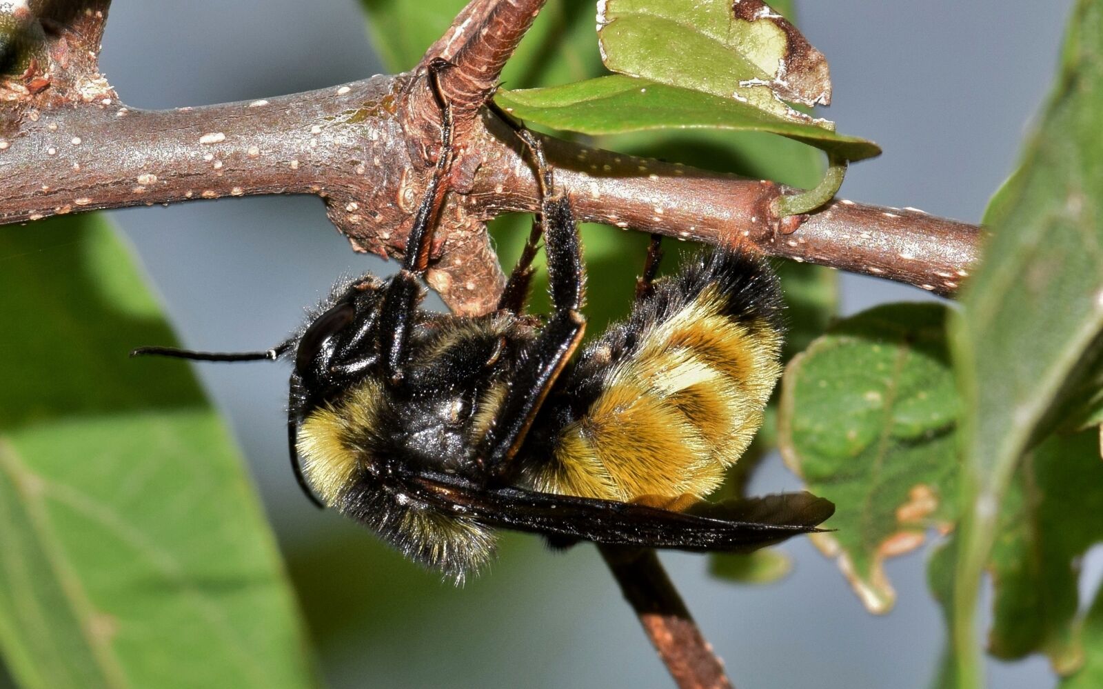 Nikon D5300 sample photo. Bee, bumblebee, insect photography