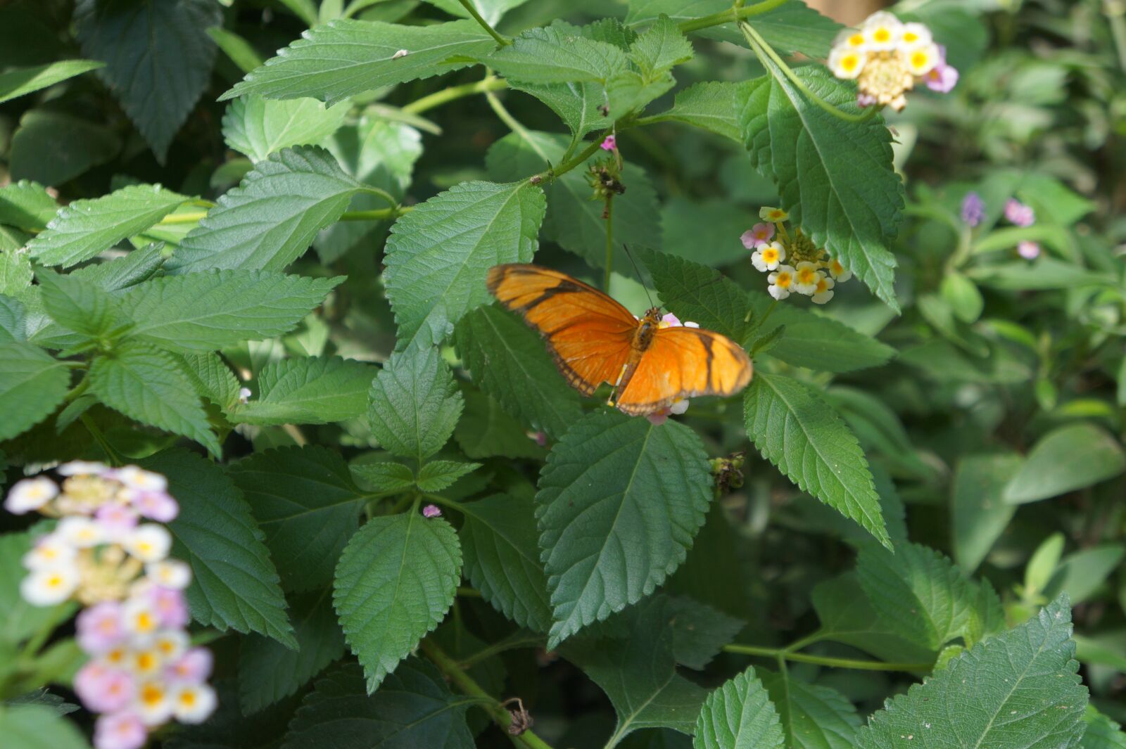 Sony Alpha a3000 + Sony E 18-55mm F3.5-5.6 OSS sample photo. Butterfly, orange, butterflies photography