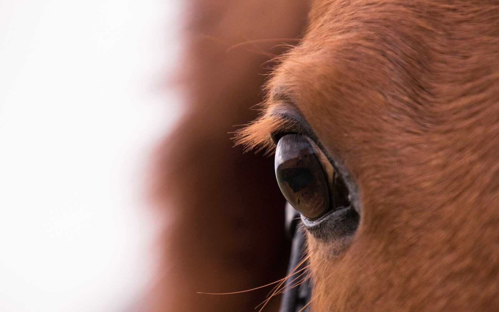 Nikon D3300 sample photo. Animal, mammal, nature photography