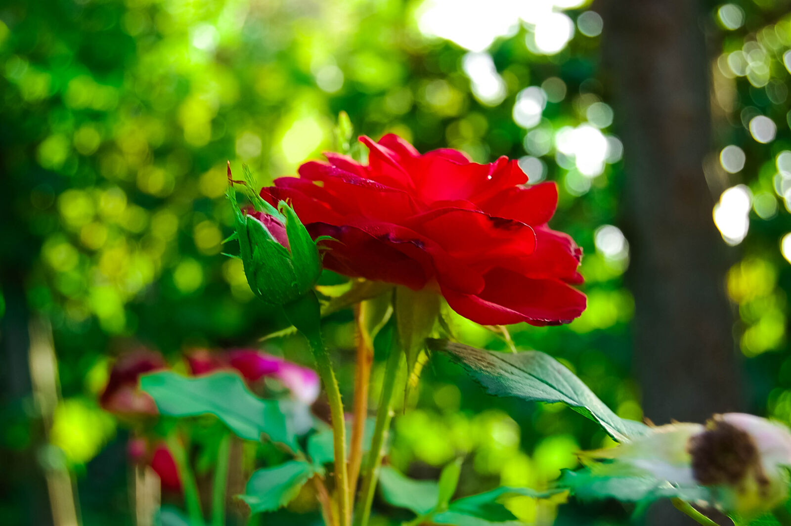 Nikon D40 sample photo. Flower, green, leaf, red photography