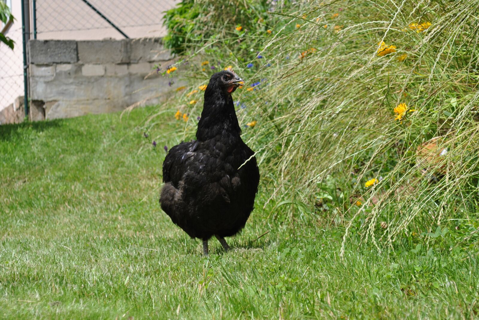 Nikon D3000 sample photo. Jersey giant, hen, chicken photography