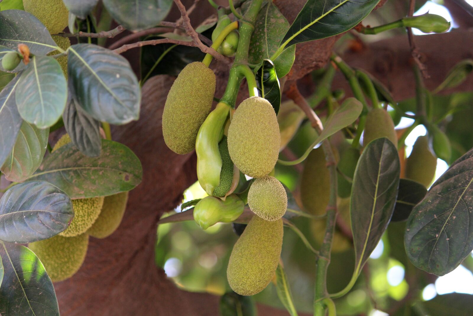 Canon EOS 700D (EOS Rebel T5i / EOS Kiss X7i) sample photo. Leaf, food, nature photography
