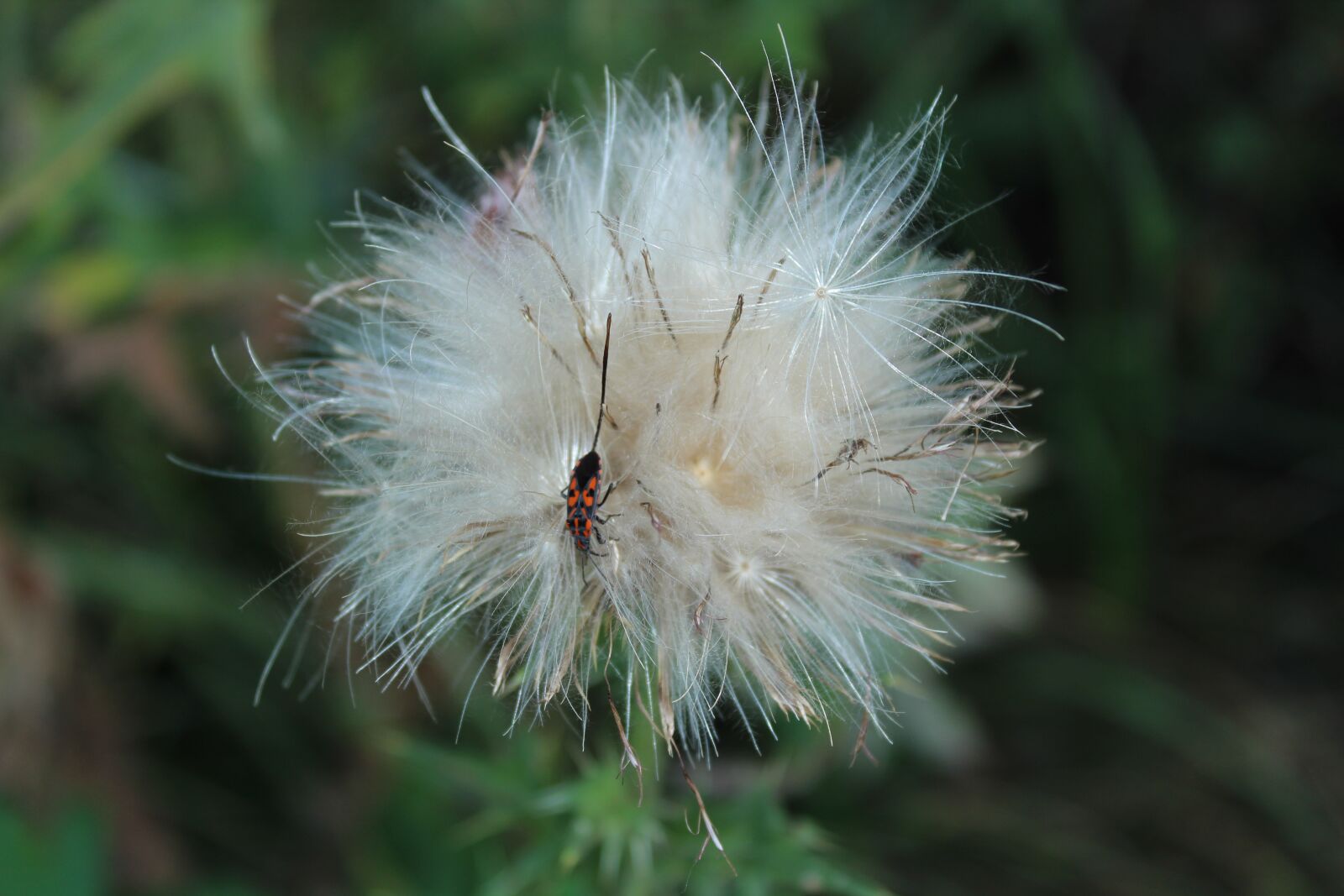 Canon EOS 1300D (EOS Rebel T6 / EOS Kiss X80) sample photo. Wildflower, field, flower photography