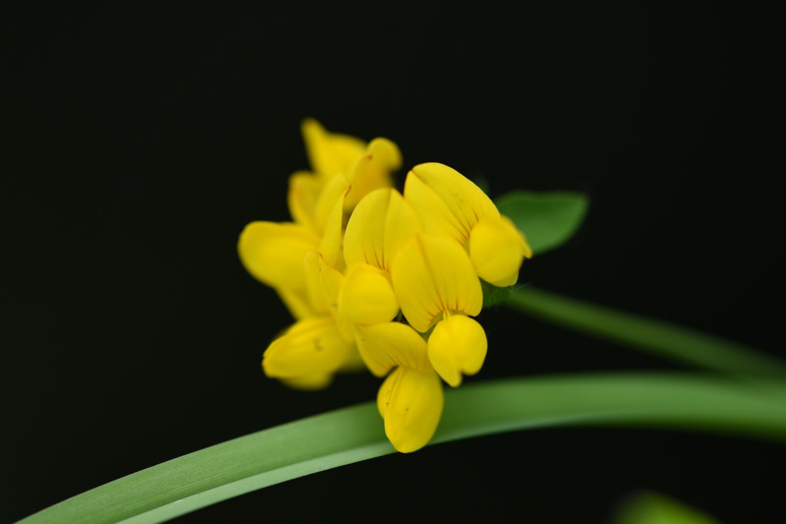 Nikon D750 sample photo. Birds-foot trefoil, weed, bloom photography