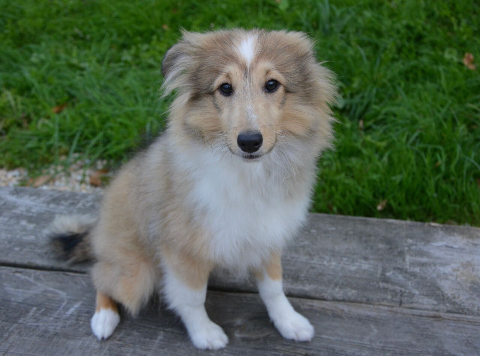 Nikon D5200 sample photo. Dog, puppy, pup photography