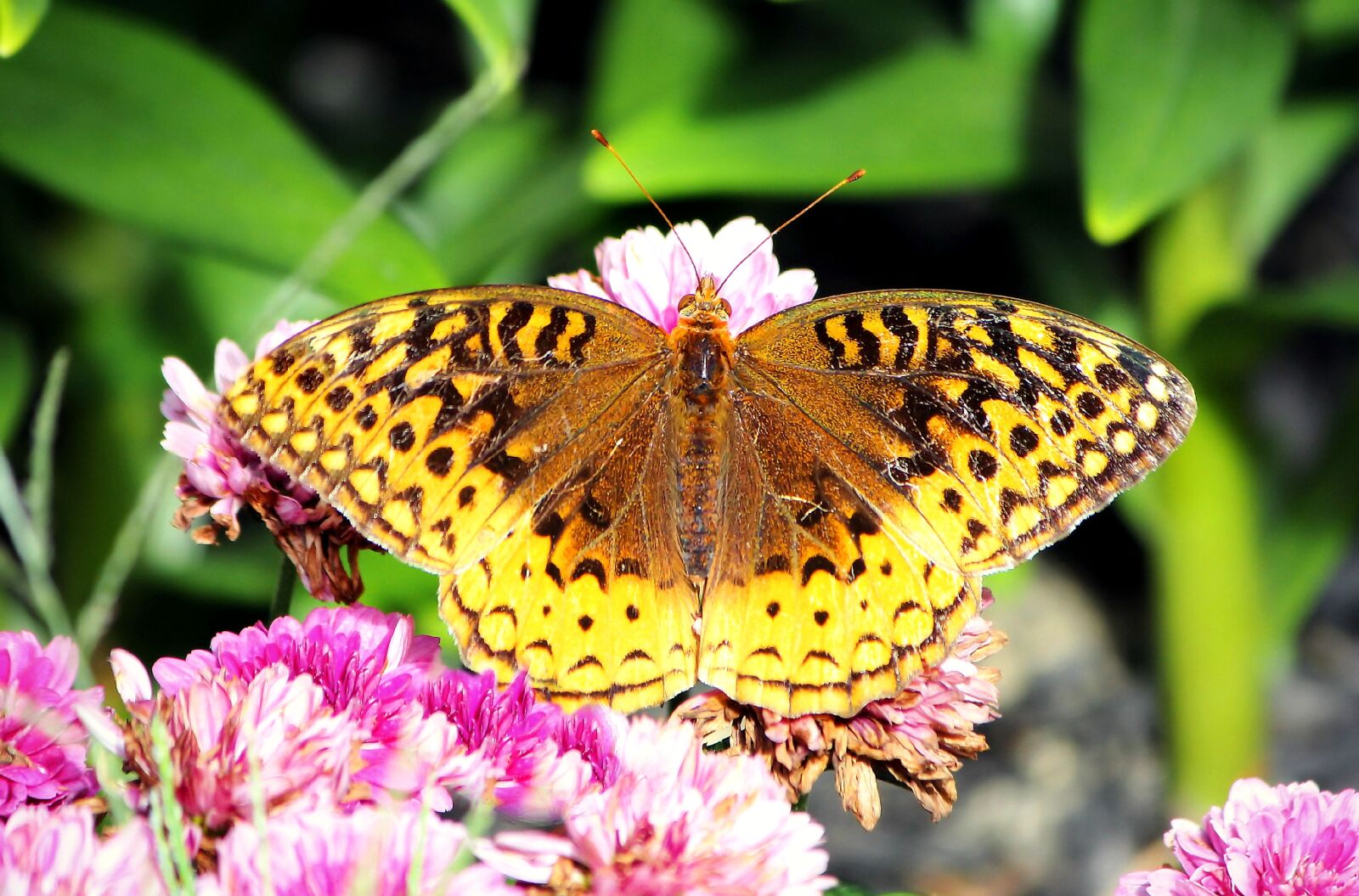 Canon EOS 600D (Rebel EOS T3i / EOS Kiss X5) sample photo. Butterfly, great spangled fritillary photography