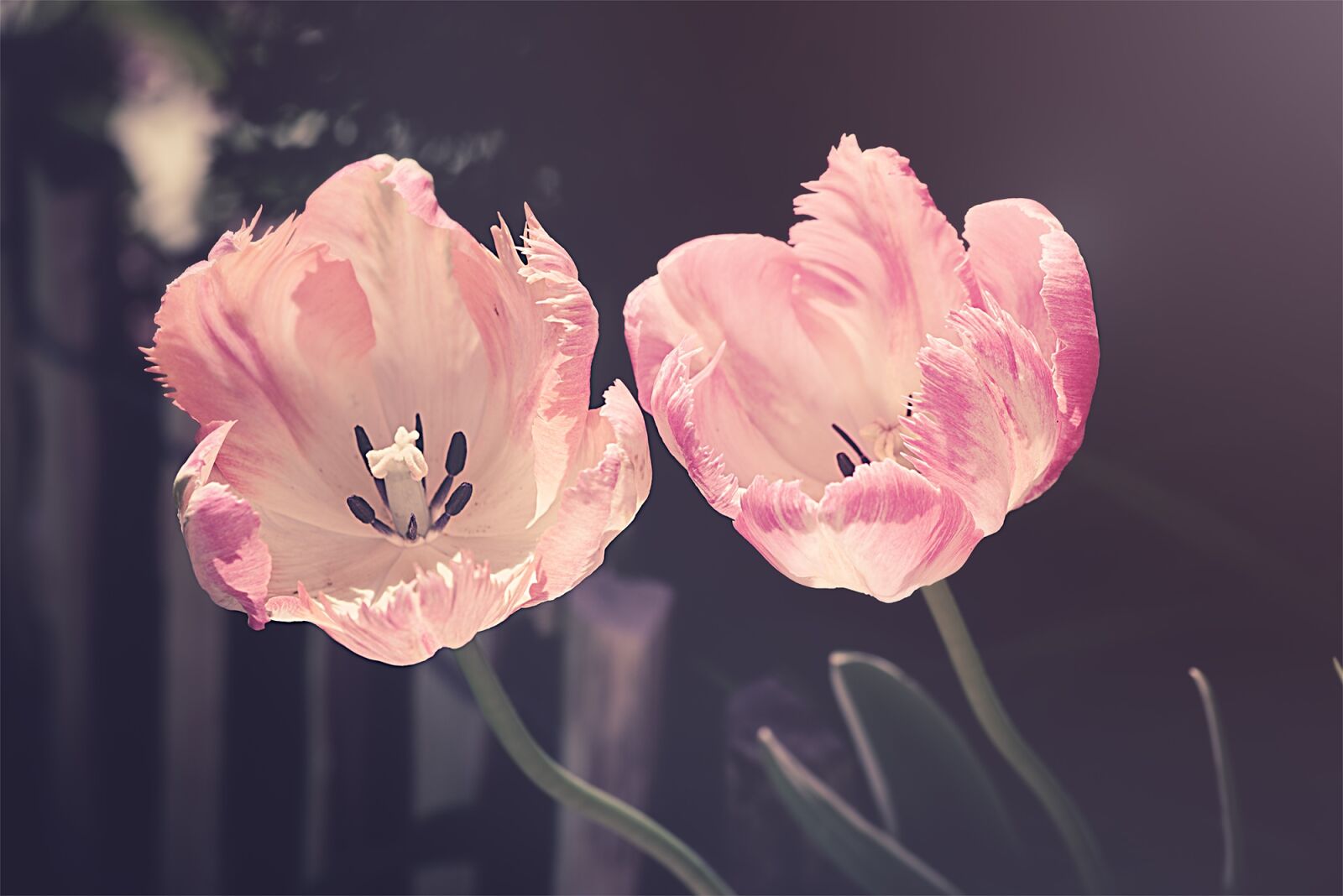 Nikon D750 sample photo. Tulips, garden, garden flowers photography