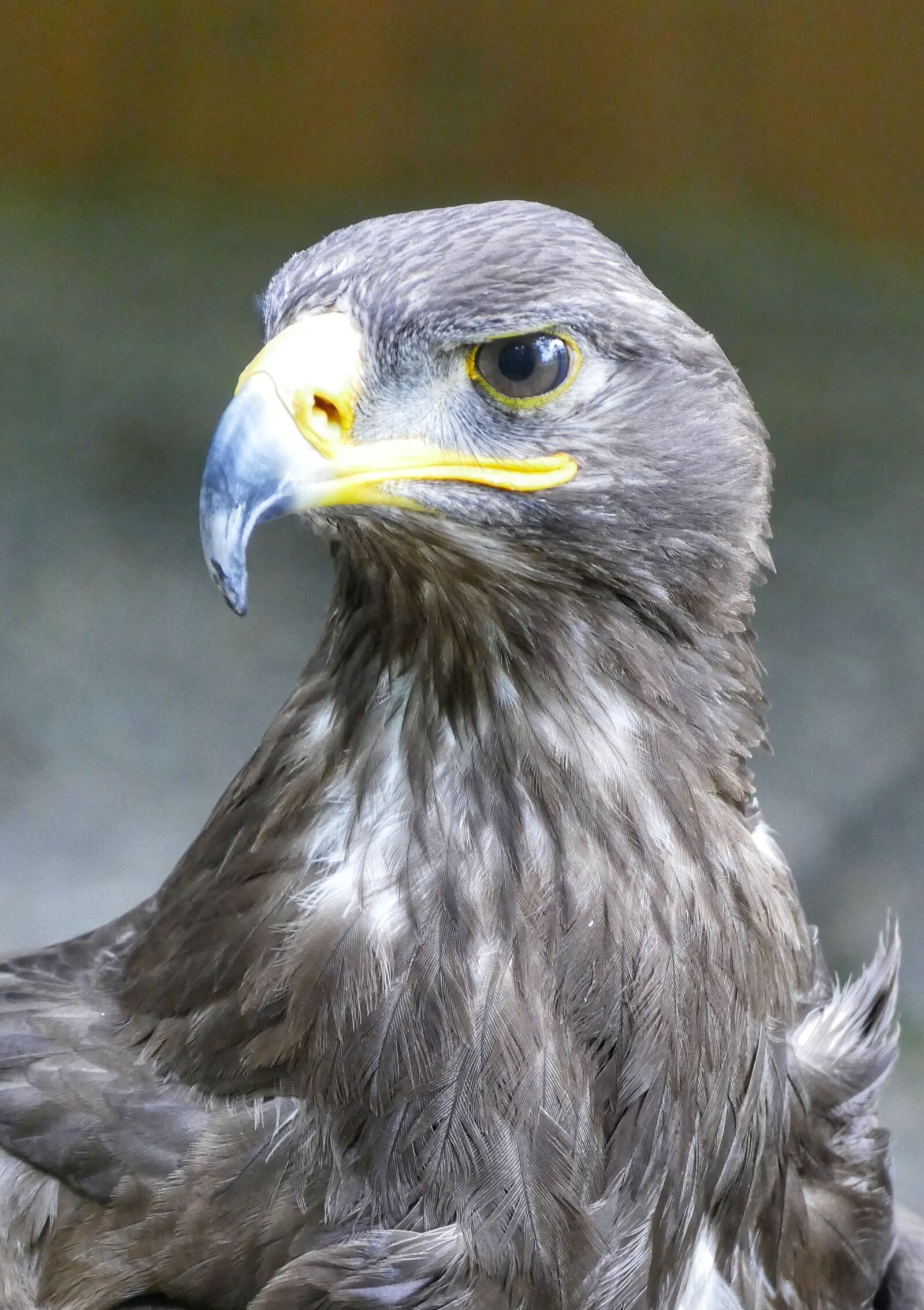 Panasonic Lumix DMC-FZ1000 sample photo. Griffin, birds, raptor photography