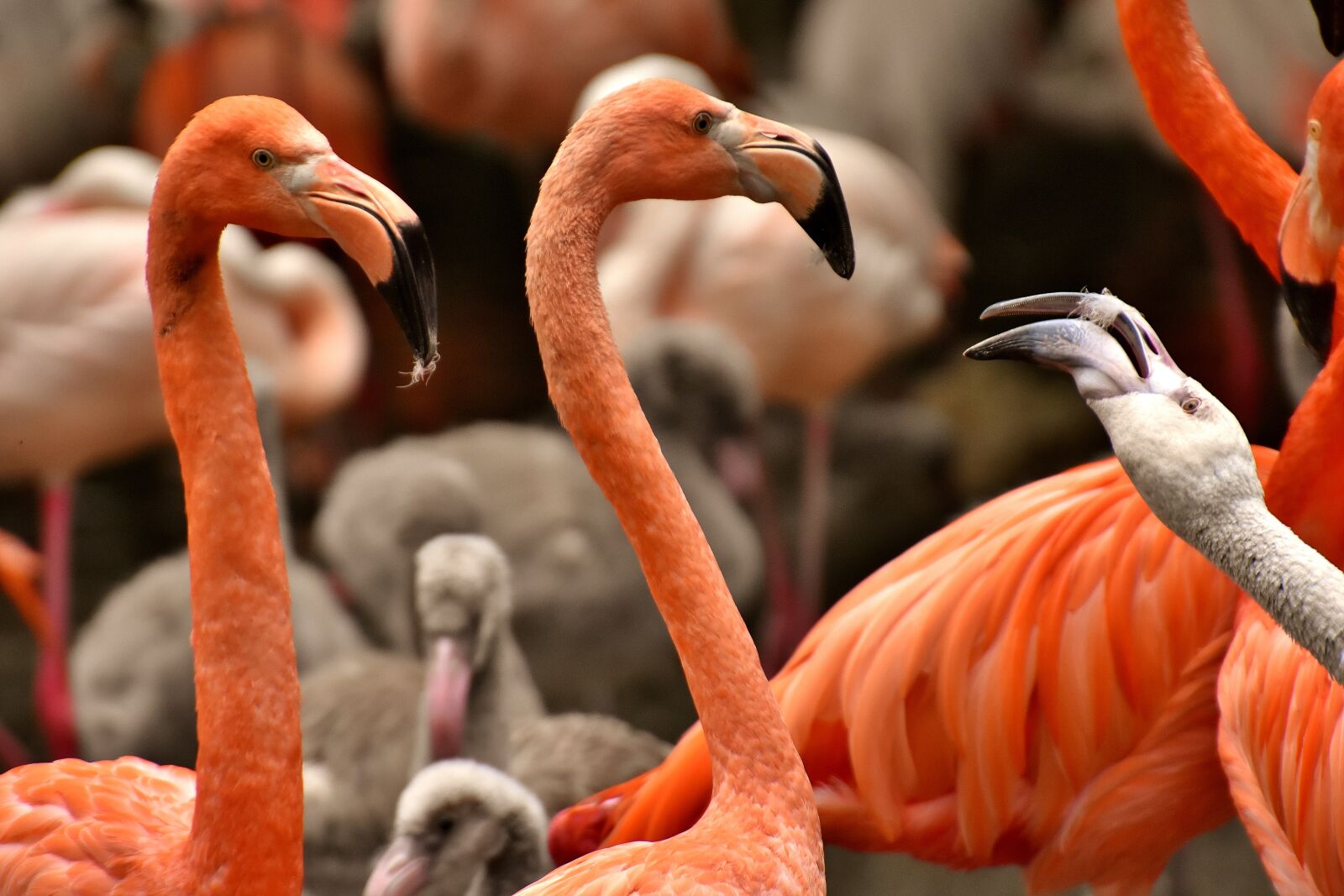 Nikon D7200 sample photo. Flamingo, bird, colorful photography