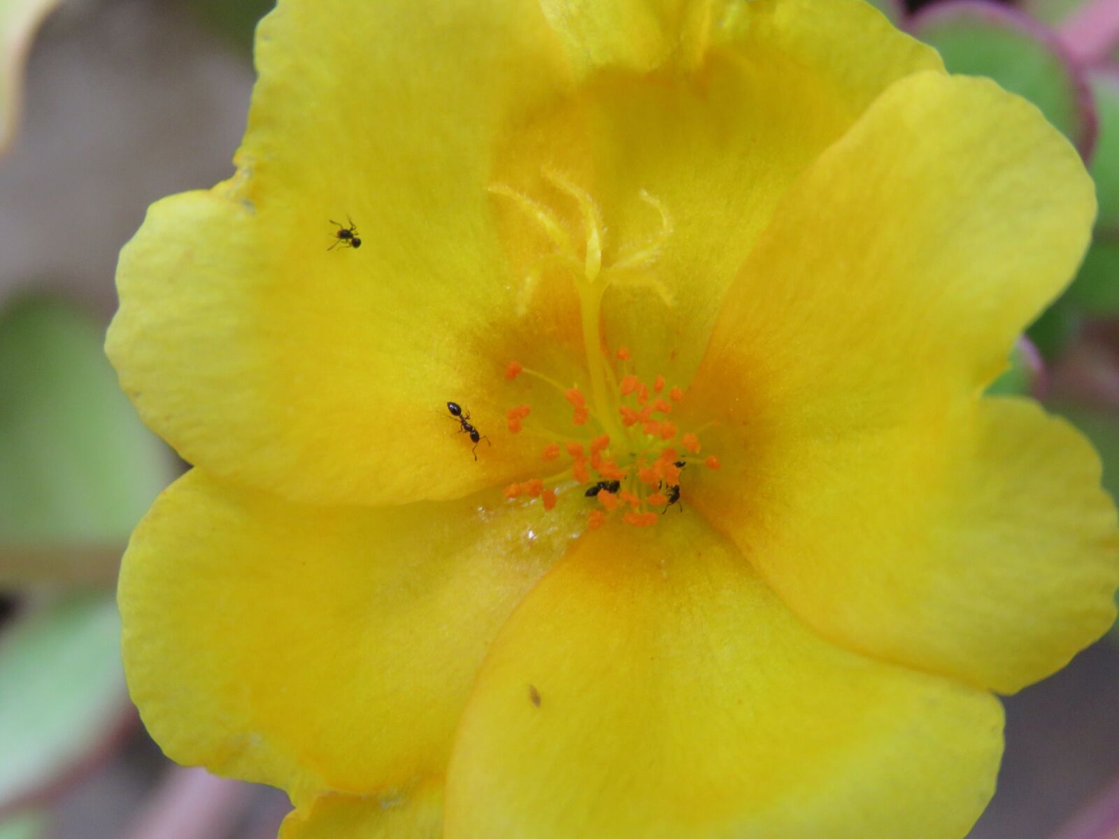Canon PowerShot SX60 HS sample photo. Flower, yellow, orange photography