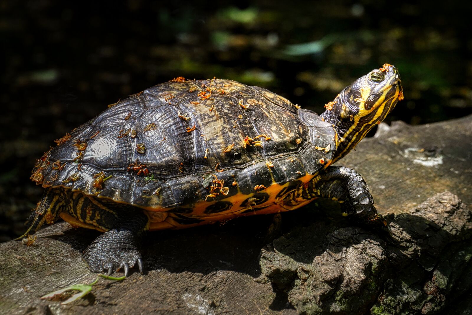 Panasonic Lumix DMC-GX8 sample photo. Turtle, animal, sun photography